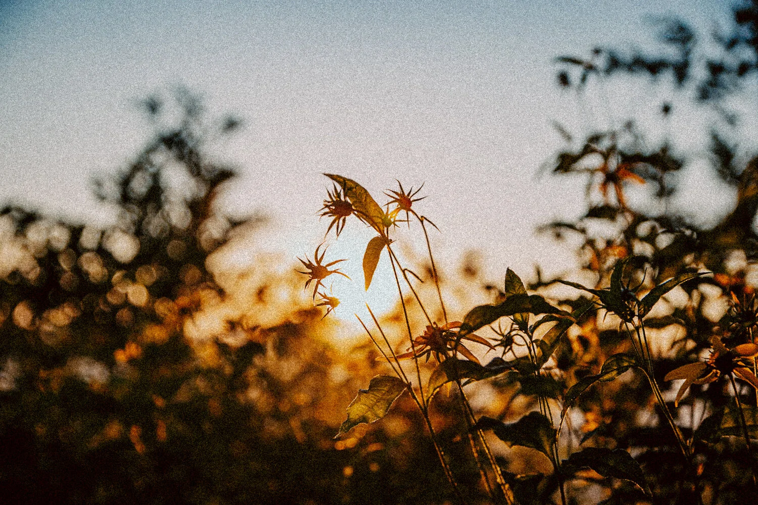 Ravens Roost_Blue Ridge Parkway_Afton_Lyndhurst_Virginia_Summer Sunset
