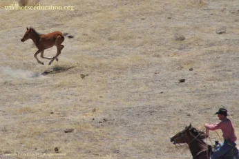chasing foal jackson mt..jpg