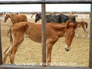 laurafoal.jpg