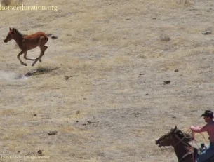chasing foal jackson mt..jpg