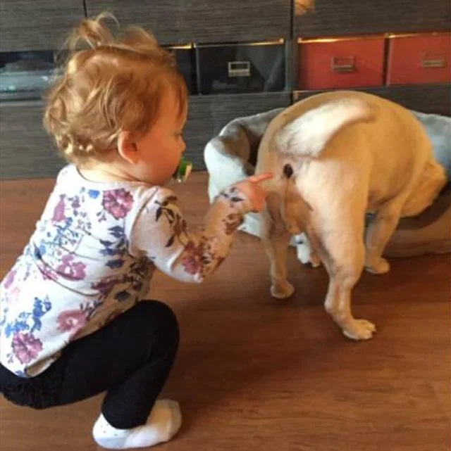 toddler pokes dog butt.jpg
