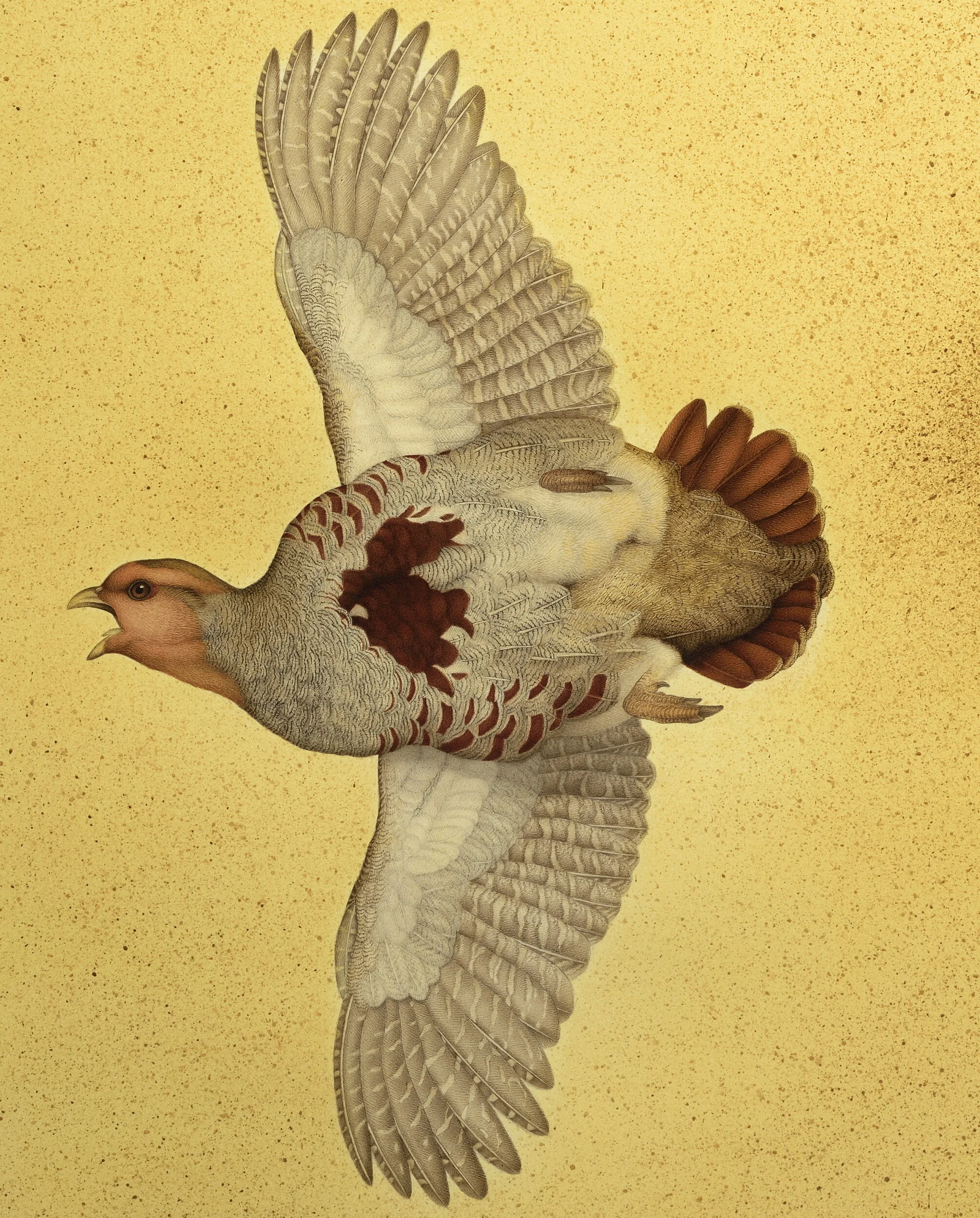 GREY PARTRIDGE (DETAIL) 2016 91CMx69CM (FRAMED SIZE)