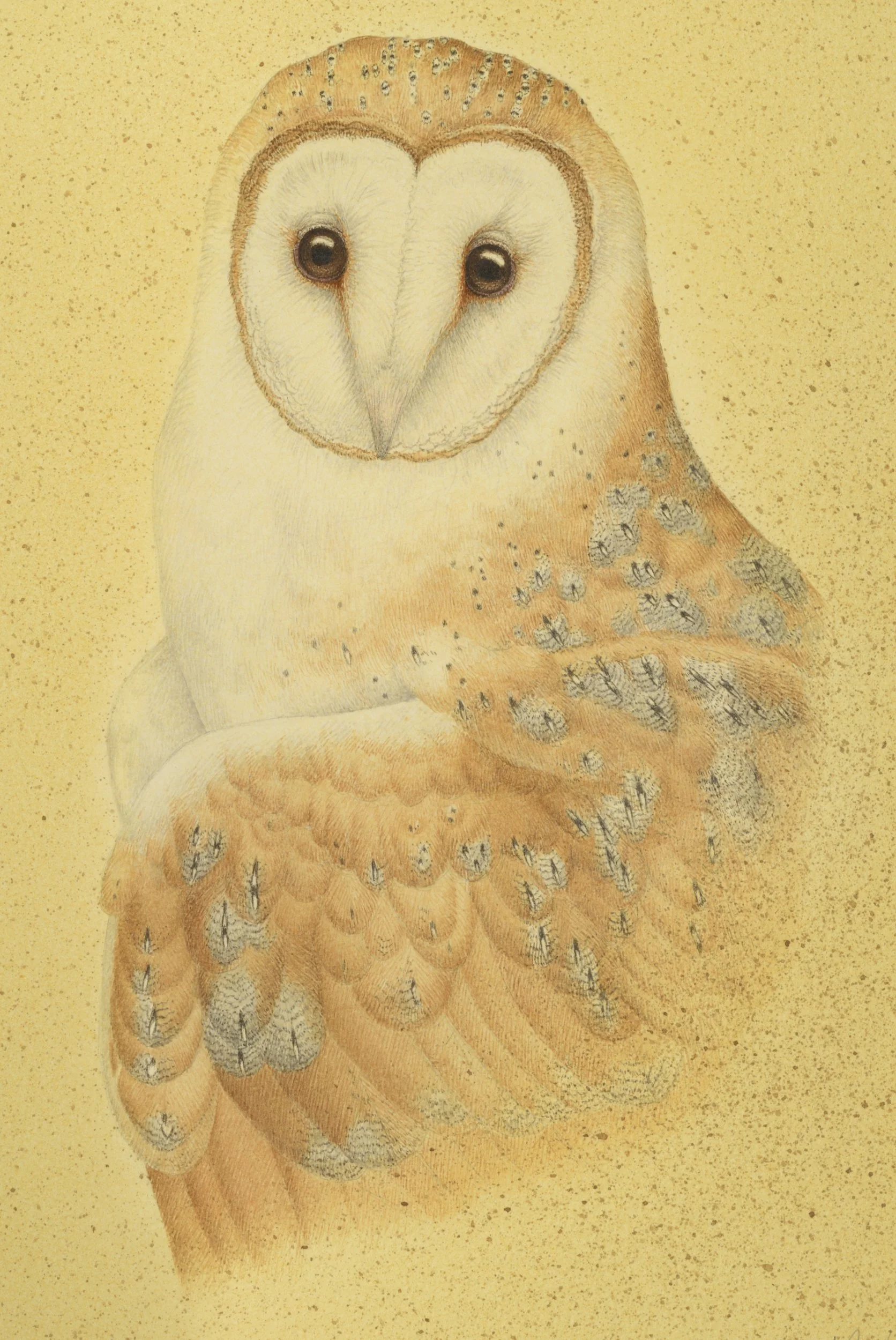 BARN OWL (DETAIL) 2025 32CMX23CM (FRAMED SIZE)