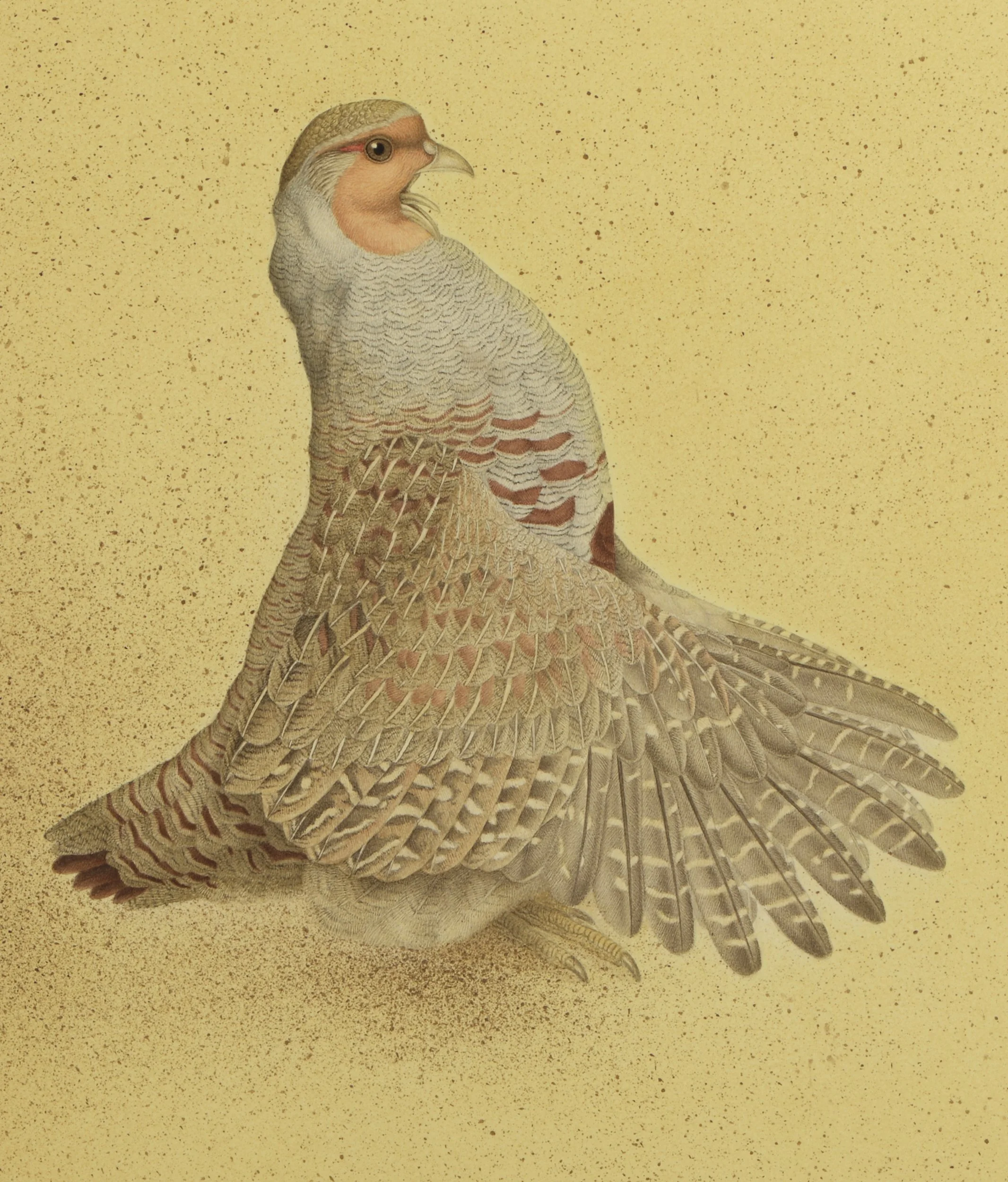 GREY PARTRIDGE 2024 (DETAIL) 61CMX53CM (FRAMED SIZE)