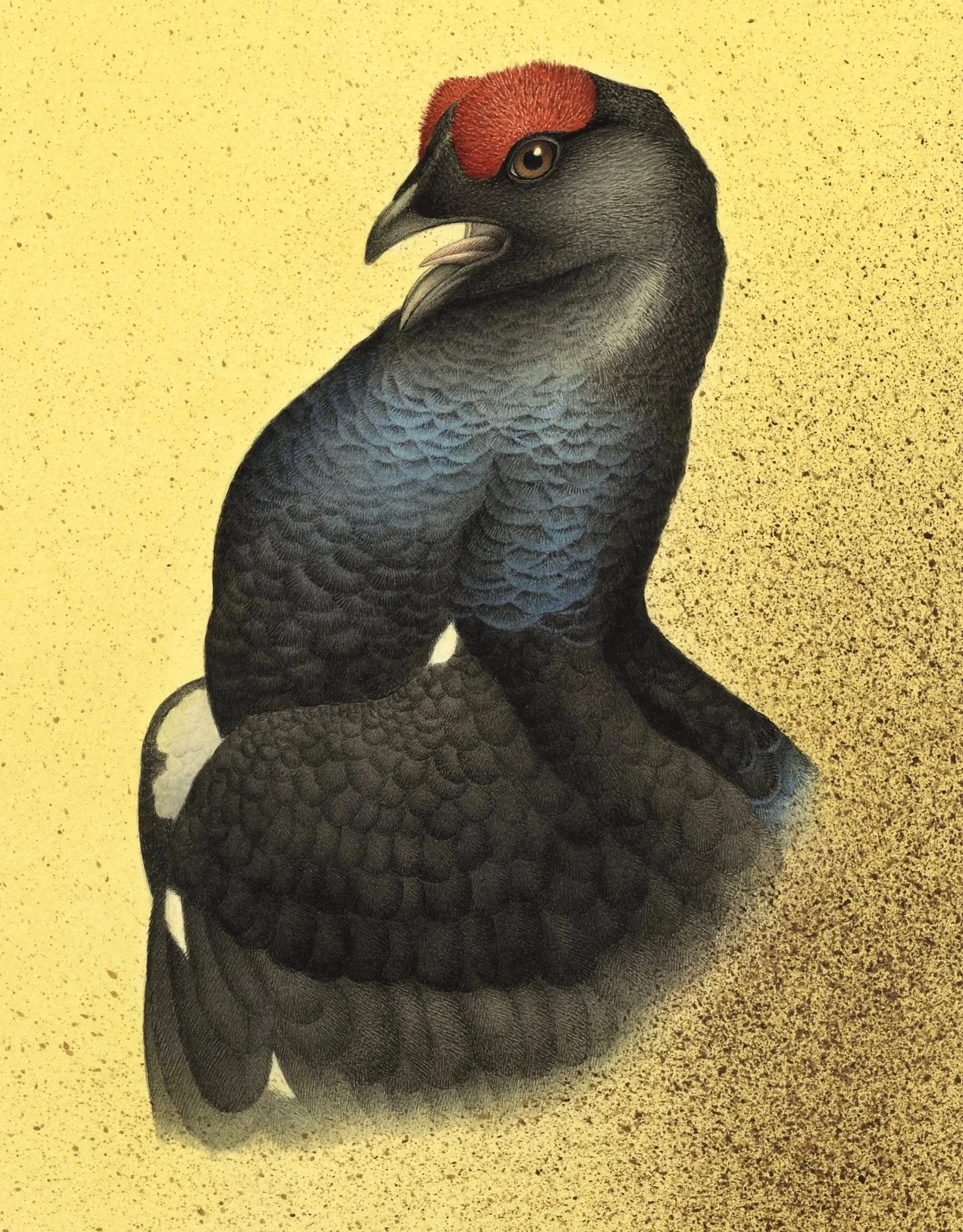 BLACK GROUSE (DETAIL) 2025 47CMX37CM (FRAMED SIZE)