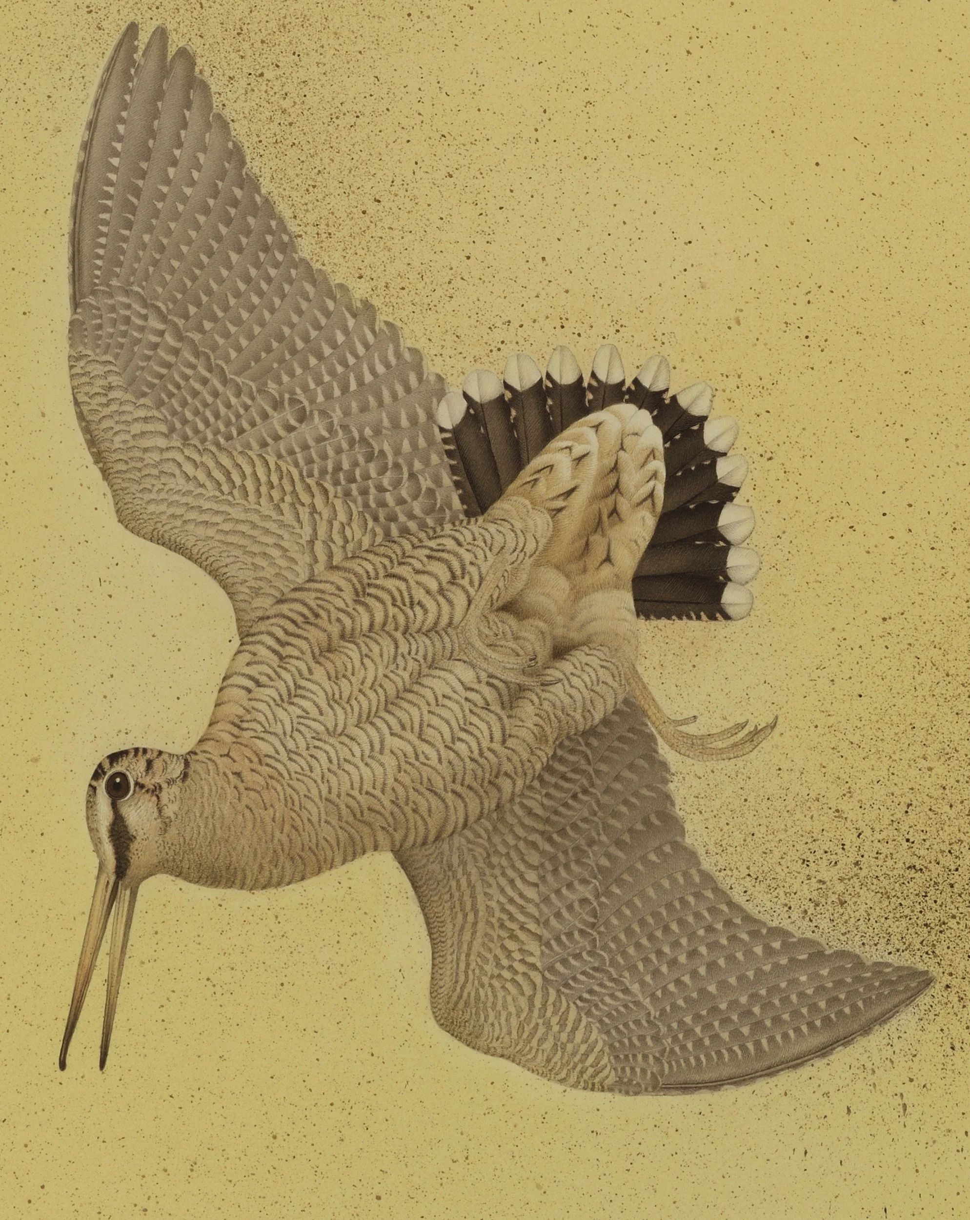 WOODCOCK PAIR 2026 (DETAIL) 124cmx104cm (FRAMED SIZE)