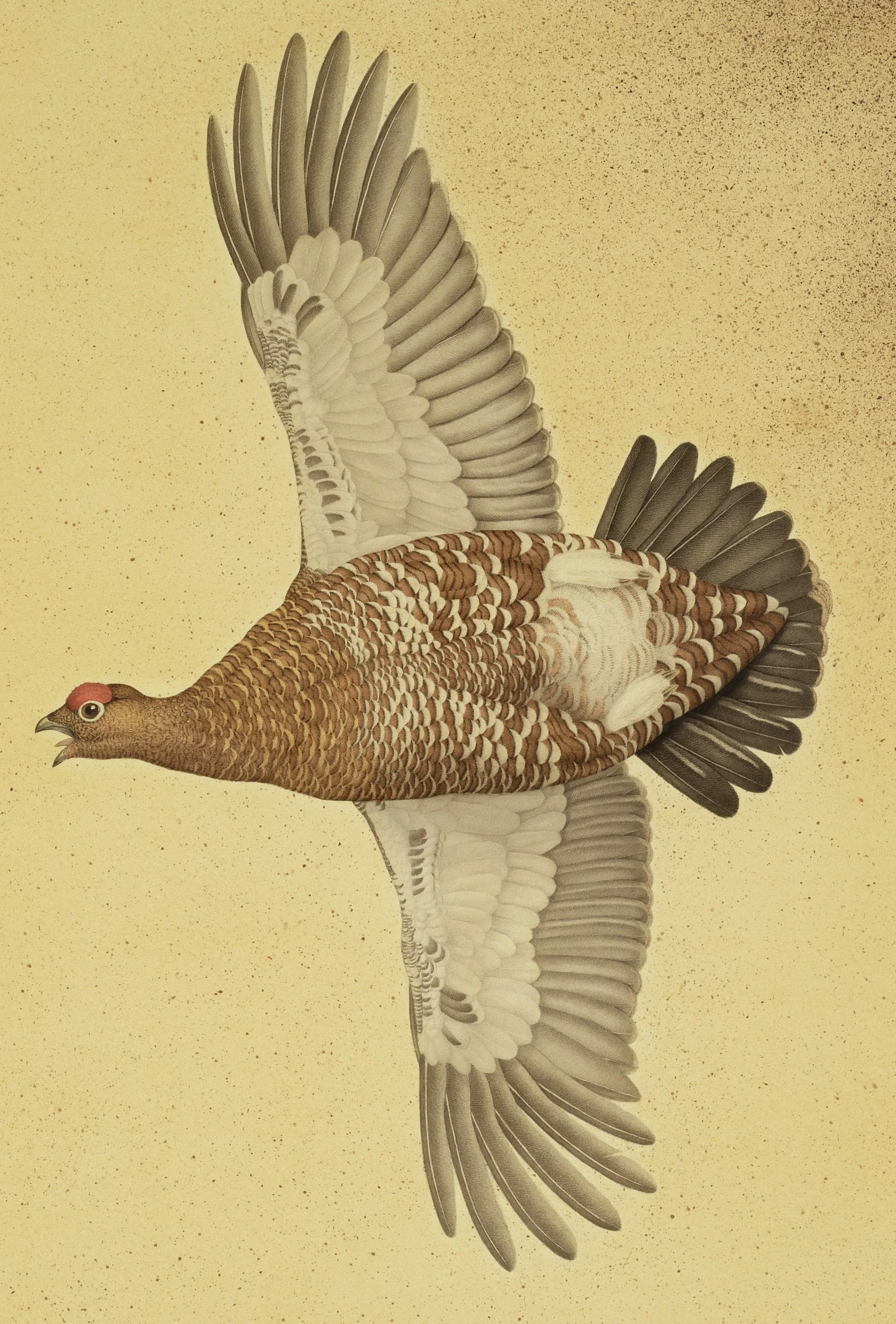 RED GROUSE 2024 (DETAIL) 122CMX80CM (FRAMED SIZE)