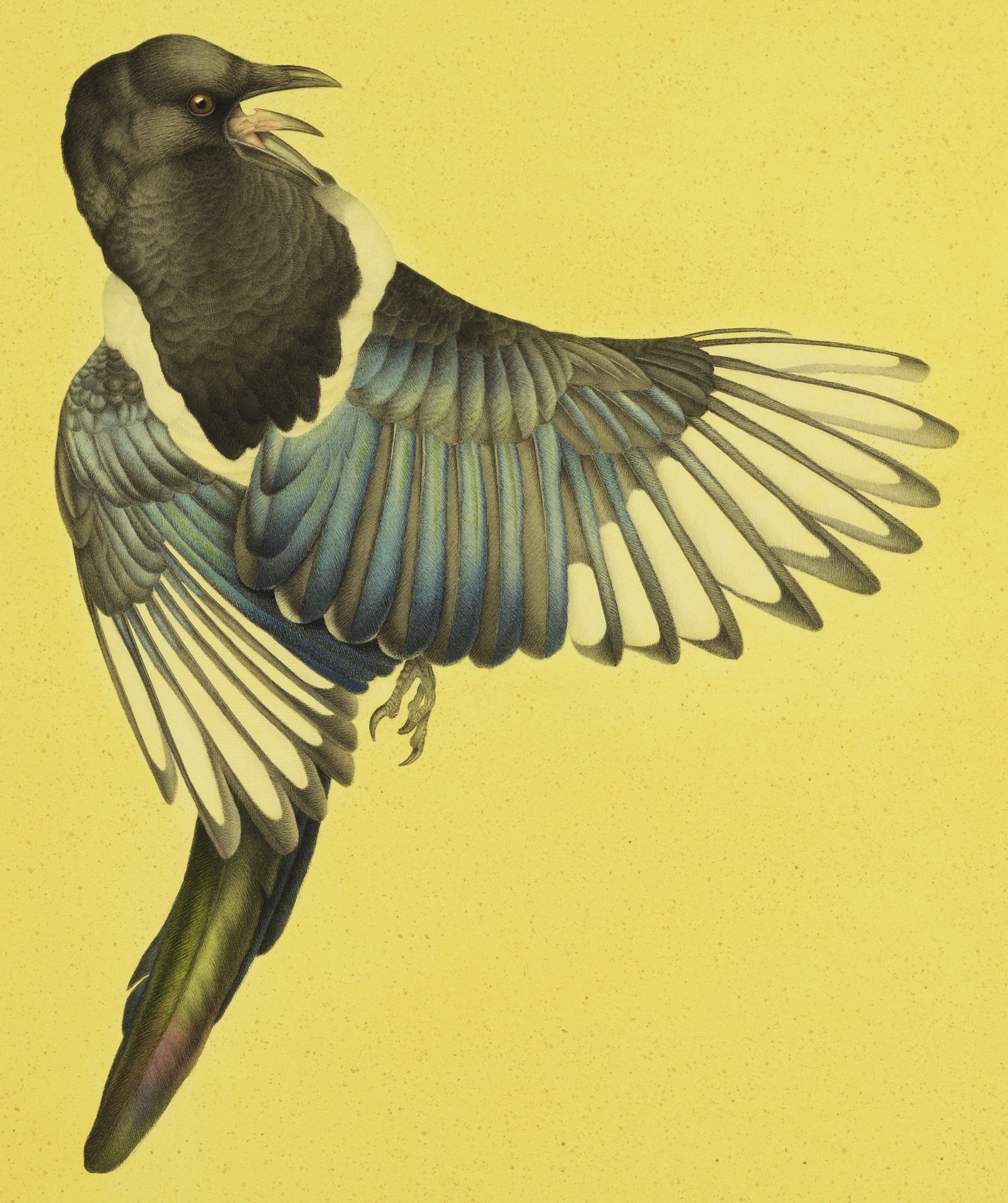MAGPIE (DETAIL) 2025 76CMX50CM (FRAMED SIZE)