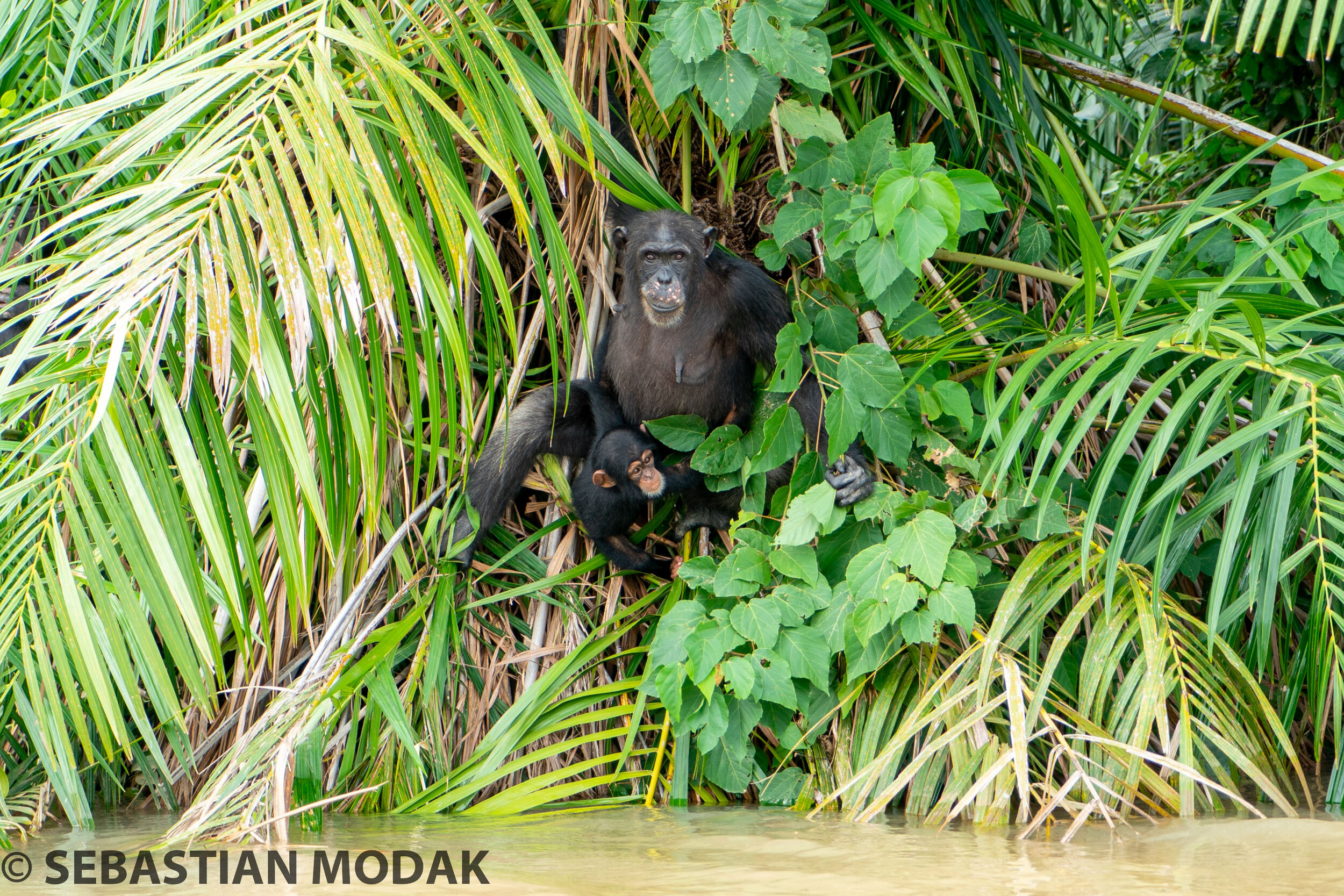  Baboon Island, The Gambia 