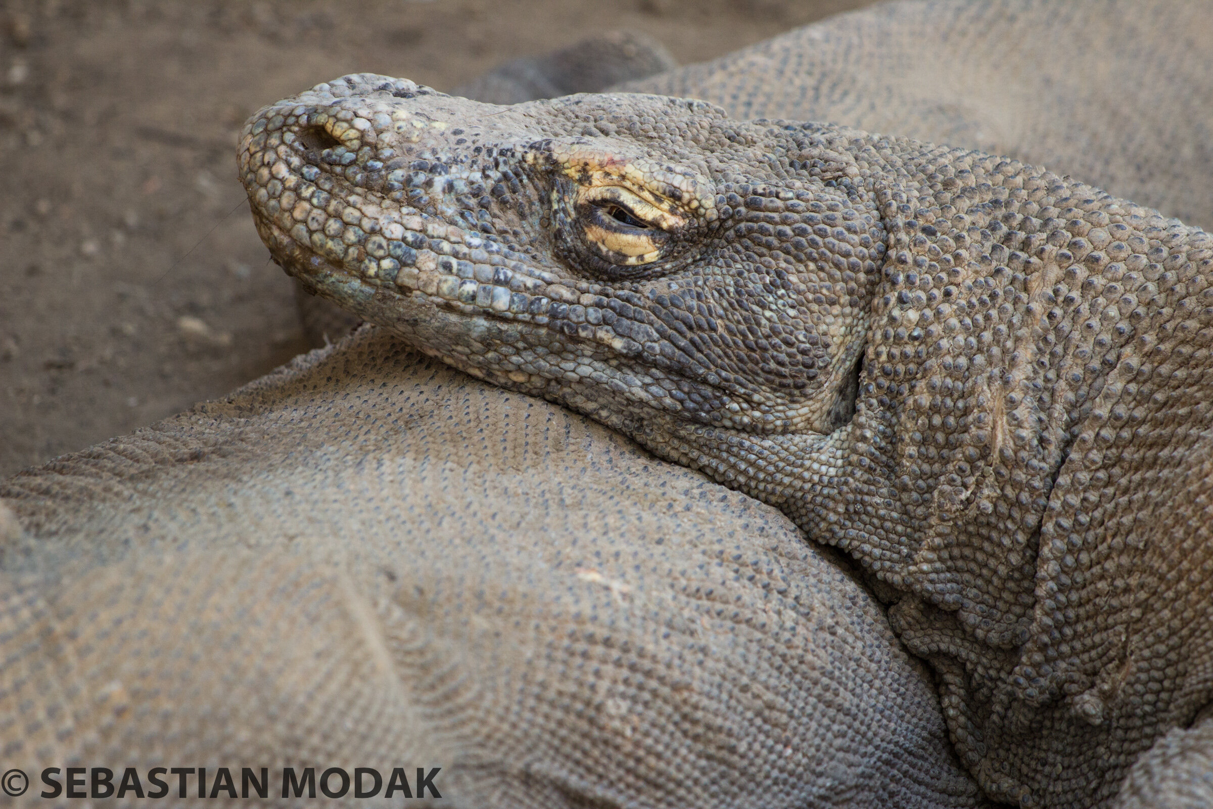  Komodo, Indonesia 