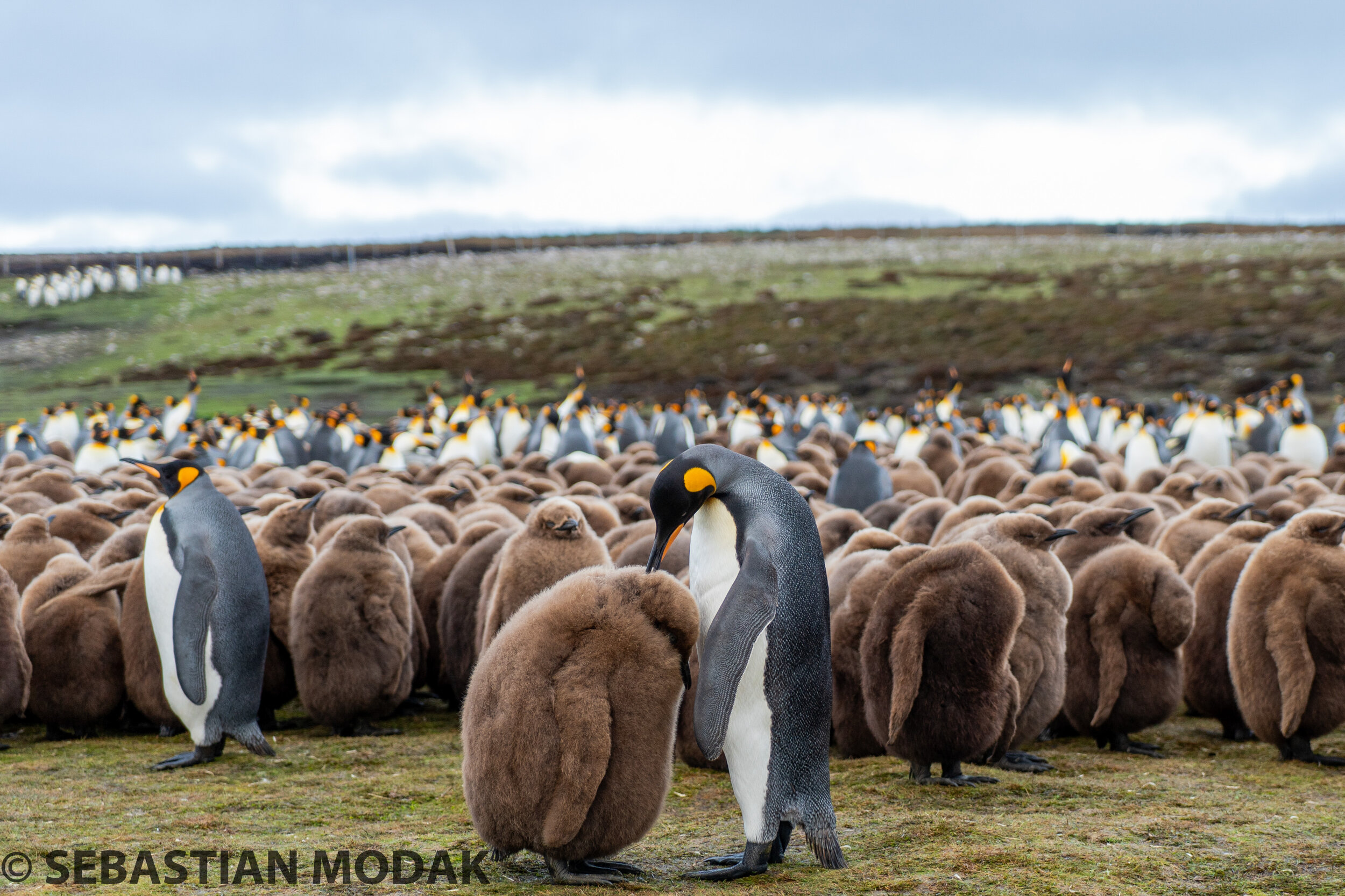  Falkland Islands/Malvinas 