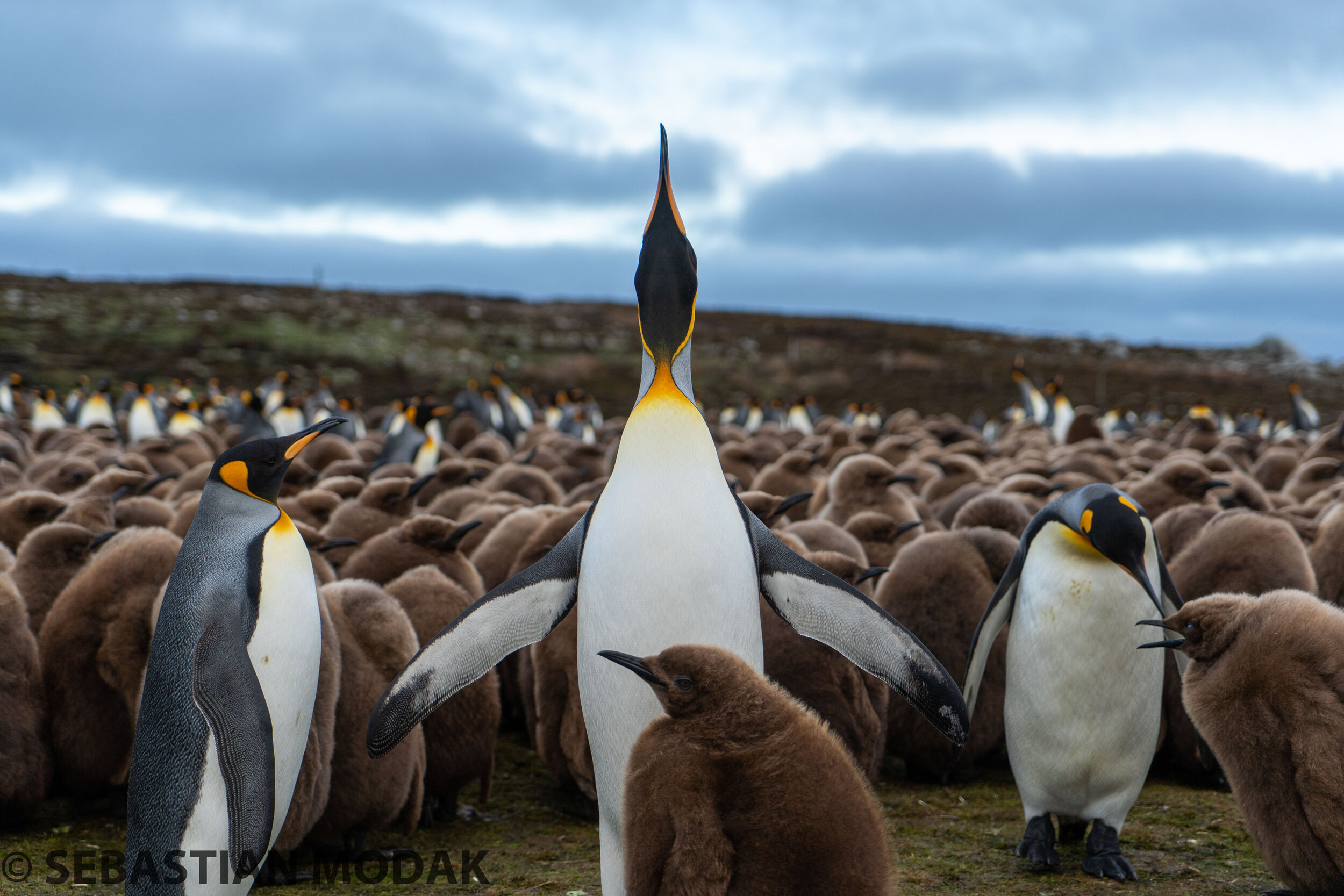  Falkland Islands/Malvinas 