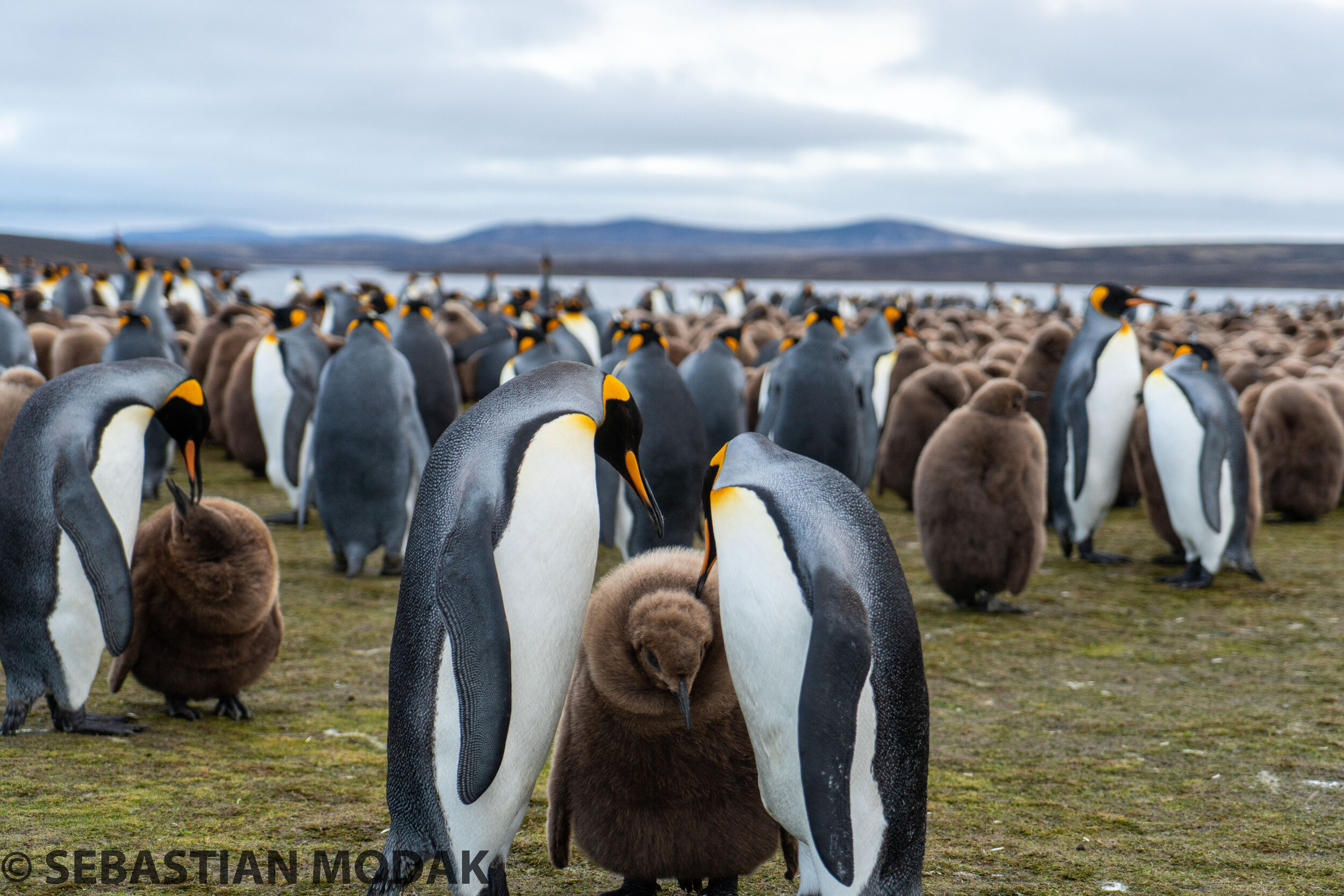  Falkland Islands/Malvinas 