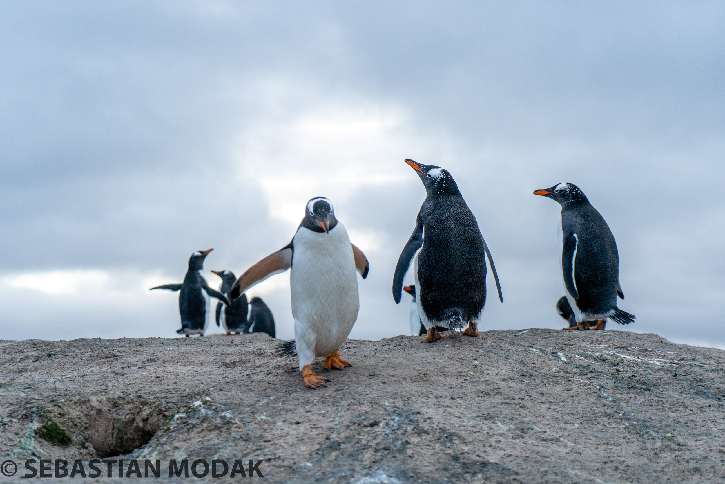  Falkland Islands/Malvinas 