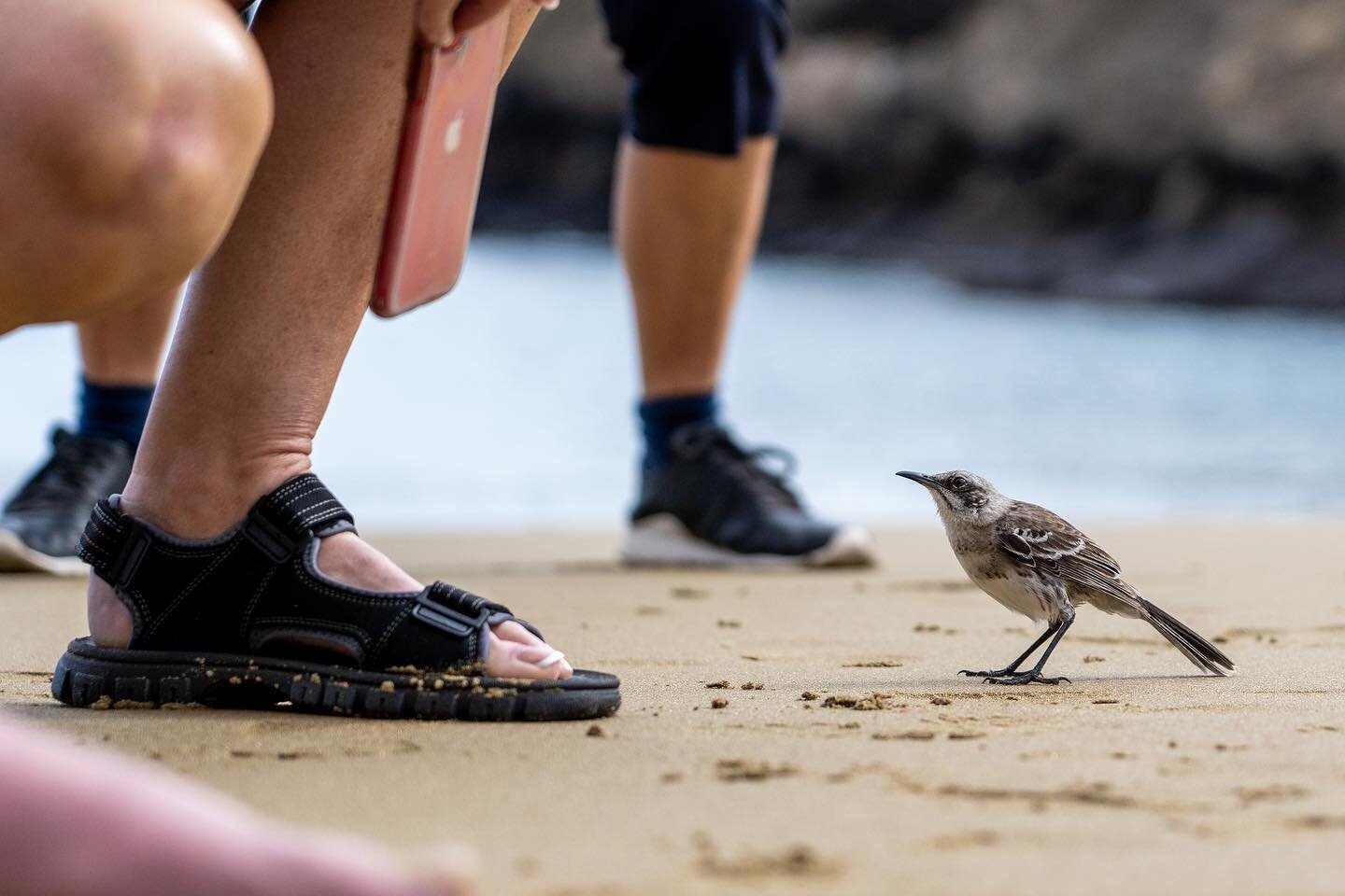&ldquo;In a land of ancient tortoises and equatorial penguins, I fell for the humble mockingbird.&rdquo;

In my latest, I wrote about just how much the Gal&aacute;pagos Islands can teach us, not just about the natural world and how to protect what&rs