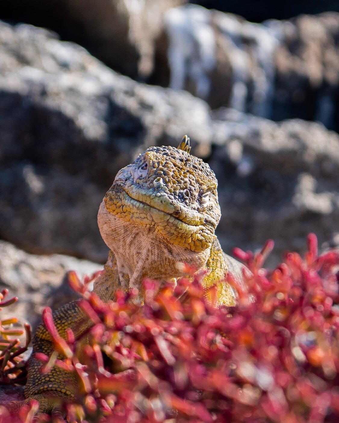 I know it&rsquo;s wrong to anthropomorphize, but this Gal&aacute;pagos land iguana clearly has just heard a bad joke, right?

#galapagos #travel #wildlife #iguana #reptiles #sonyalpha #adventure #nature