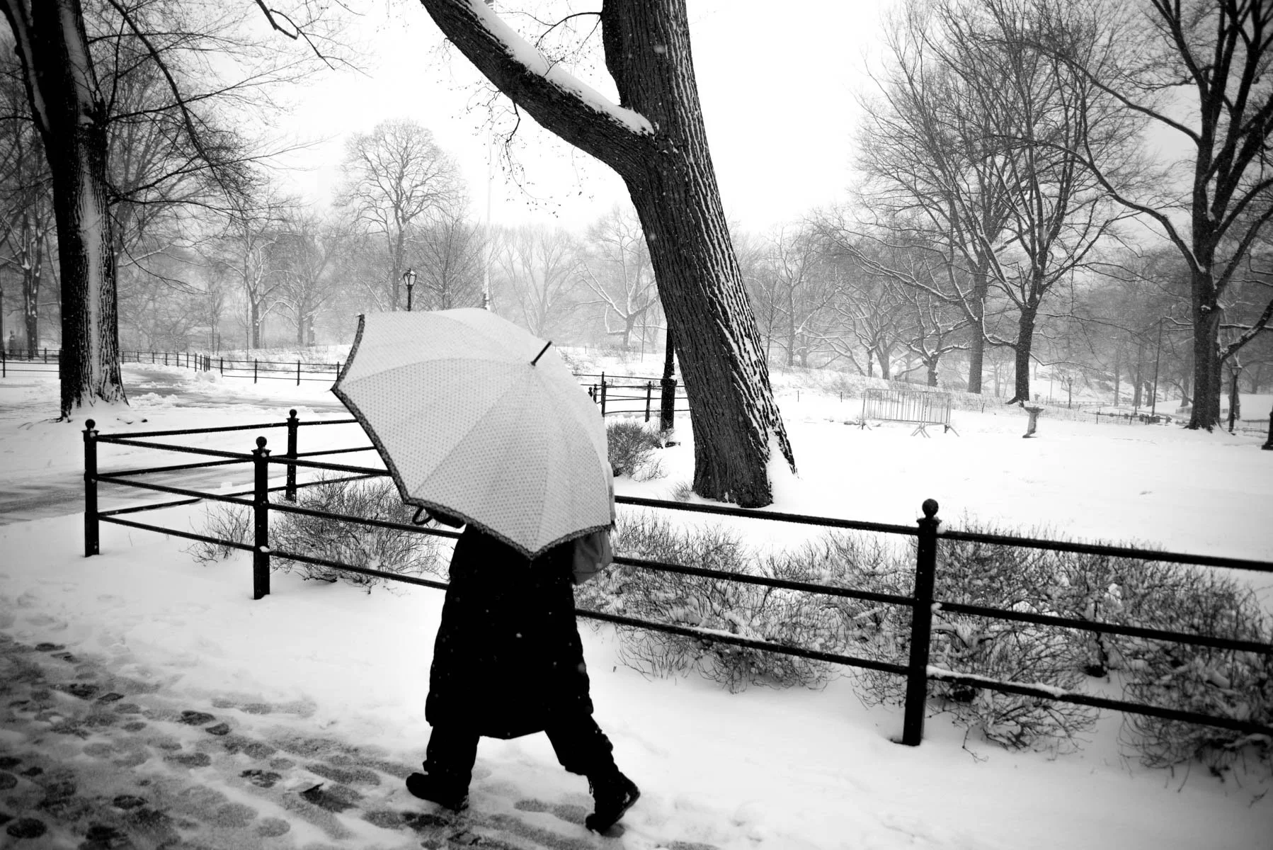 2018_03_White Umbrella.jpg