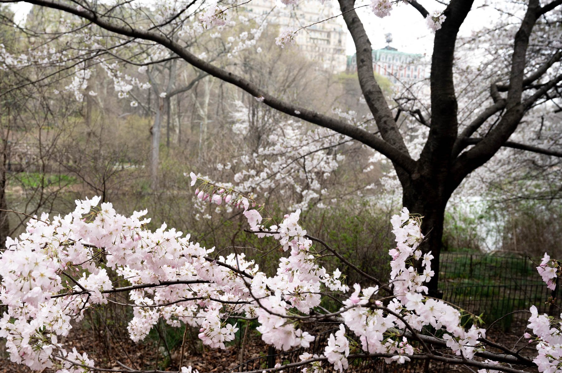 2023_04_Blossom Trellis.jpg