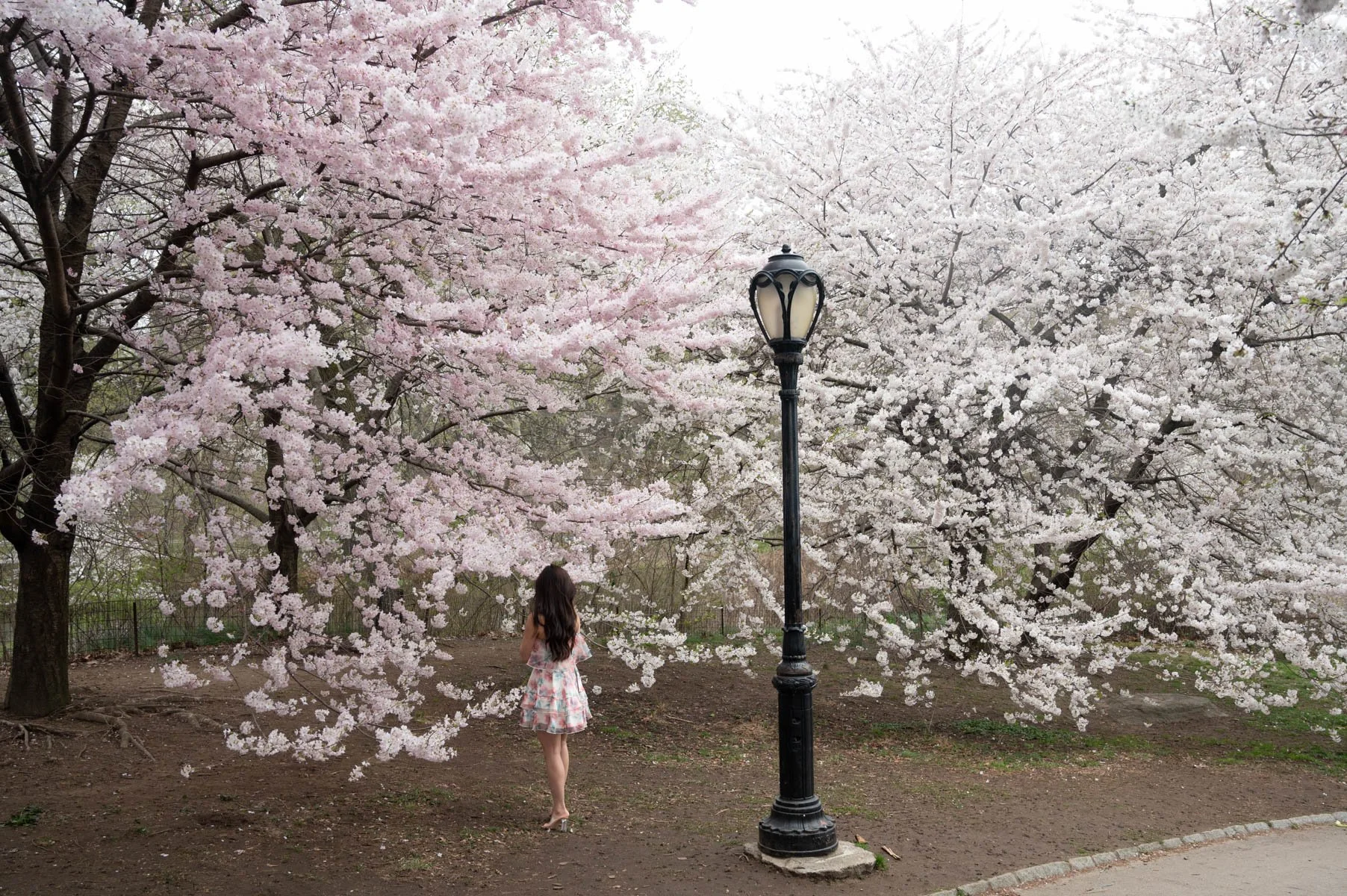 2023_04_In Bloom.jpg