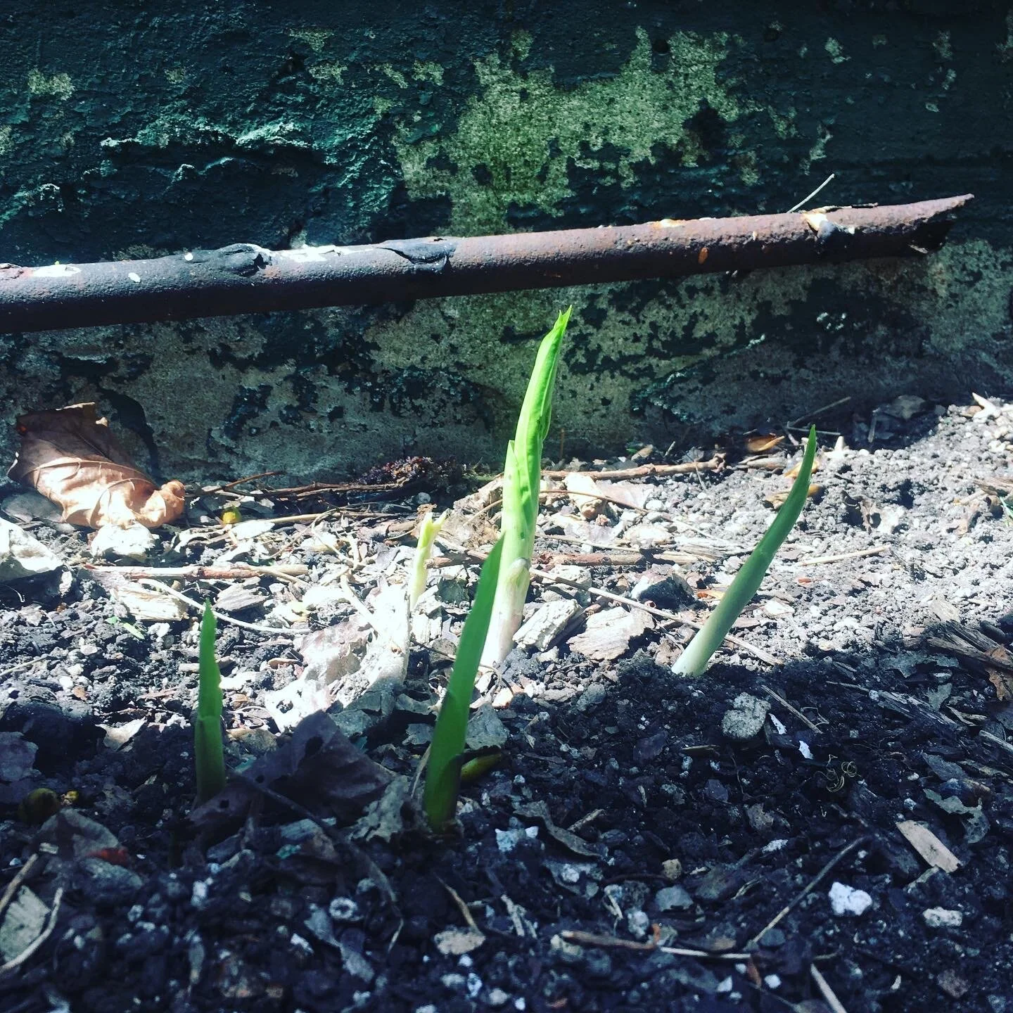 Growth
