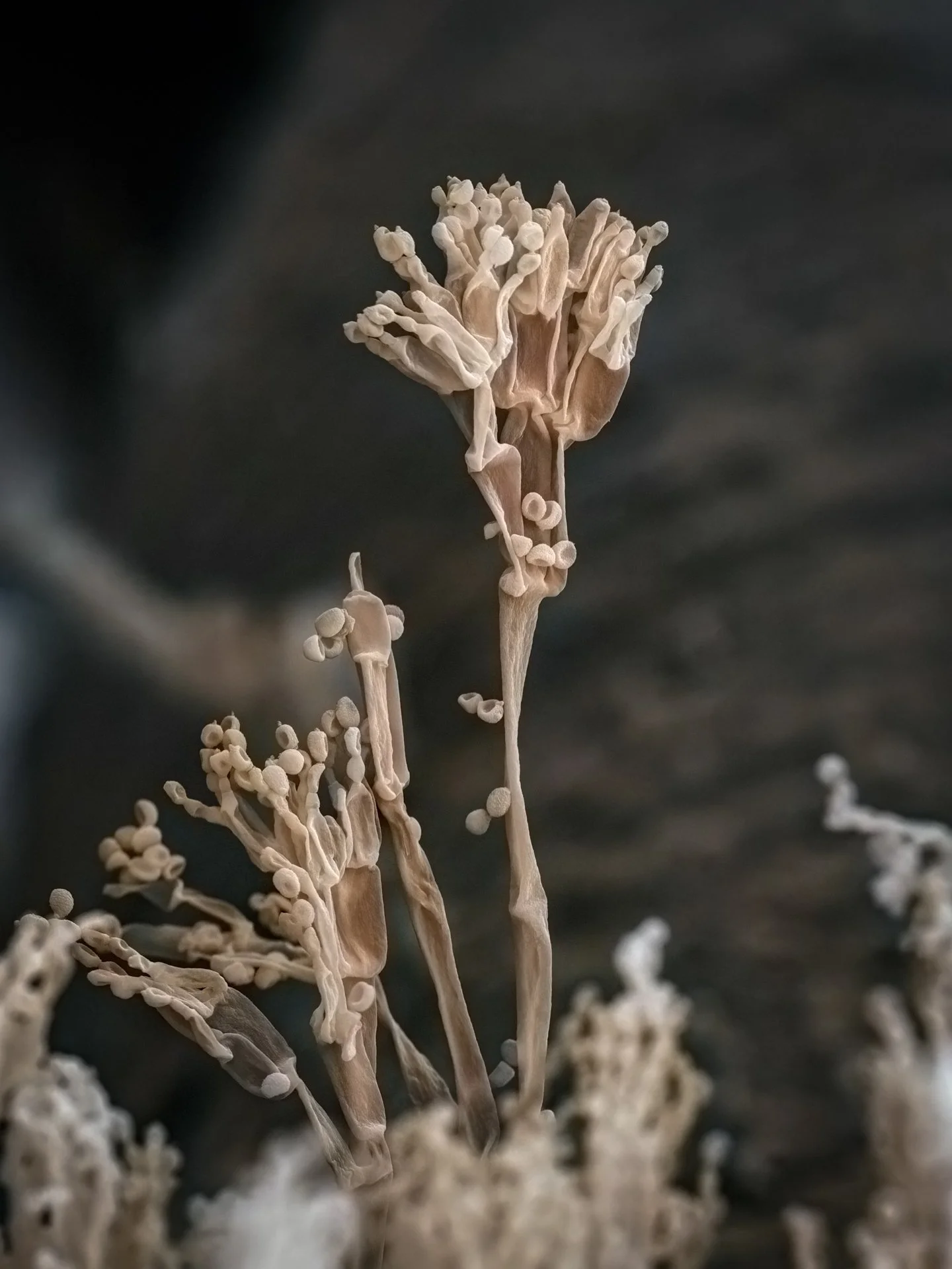 Penicillium sp. &mdash; not the famous medicine-maker, but a cousin in the same genus.

This &ldquo;paintbrush&rdquo; fungus (that&rsquo;s what the name means) spreads its spores like invisible dust and quietly runs the recycling department of nature