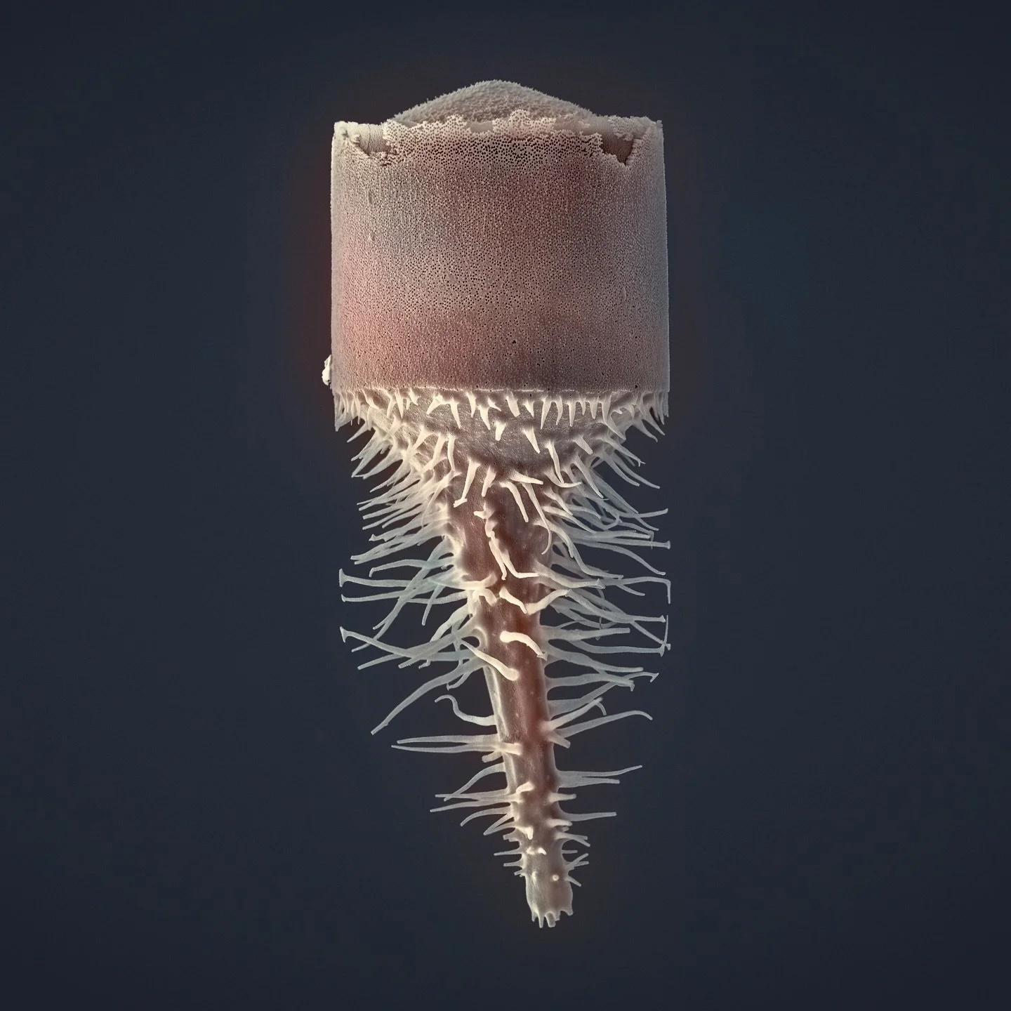 Fossil diatom (around 65 million years old), probably Kentrodiscus sp. 
The material comes from the Cretaceous Marca Shale in Dosados, California, USA &mdash; collected by Bill Dailey and later cleaned and mounted in the UK by Steve Beats.
Scanning e