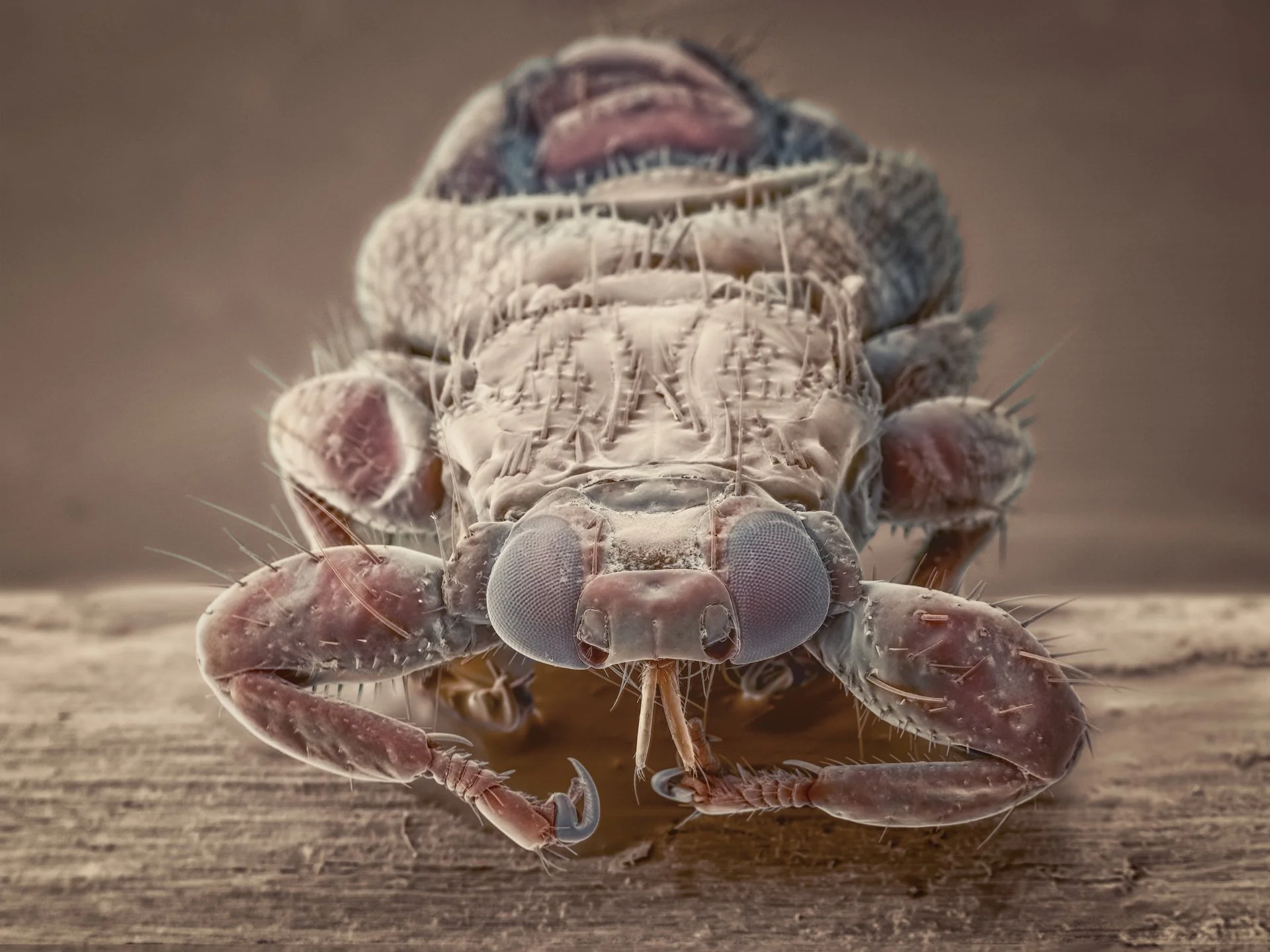 Moose fly (Lipoptena cervi), also known as deer keds, are parasitic flies that primarily infest large mammals such as moose and deer. After locating a host, they shed their wings and spend the rest of their life on the animal, feeding on blood.
While