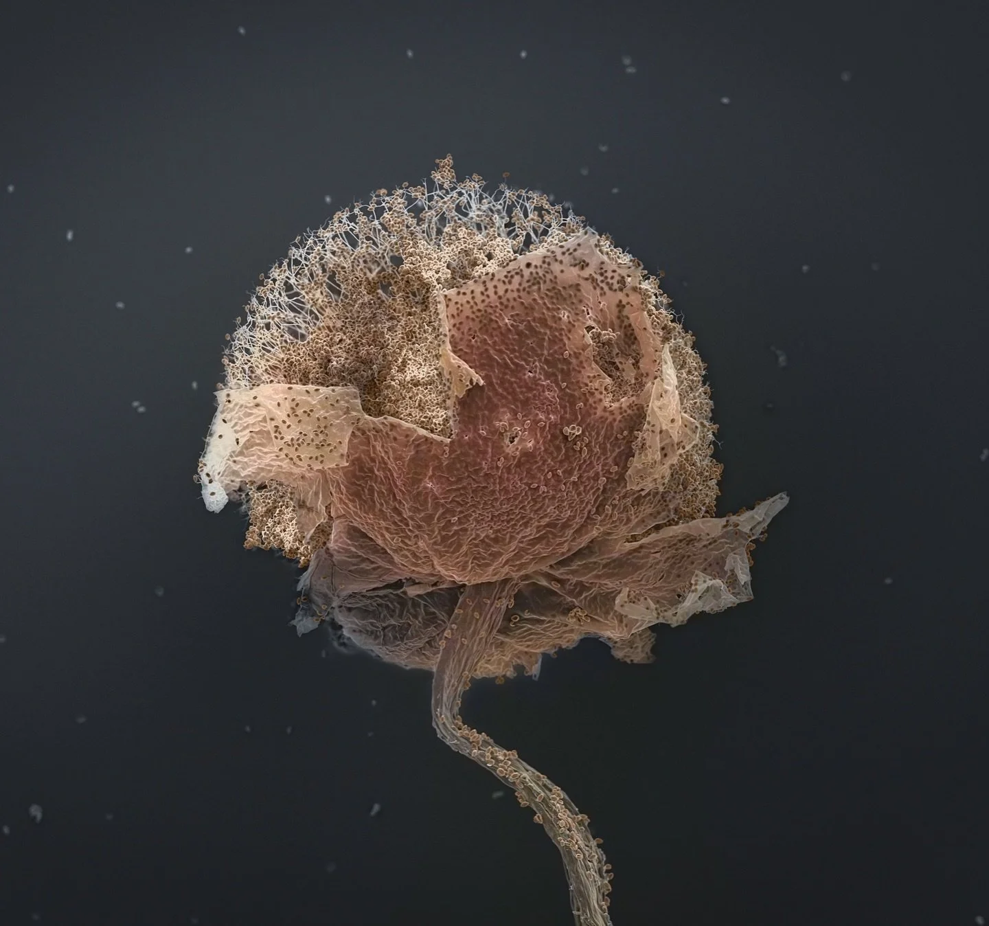 Lamproderma sp. Not a fungi with spores, but a slime mold! A fruiting body that has partially erupted, revealing intricate details. A close-up of the surface highlights the remarkably thin peridium, so delicate that the texture and shape of the spore