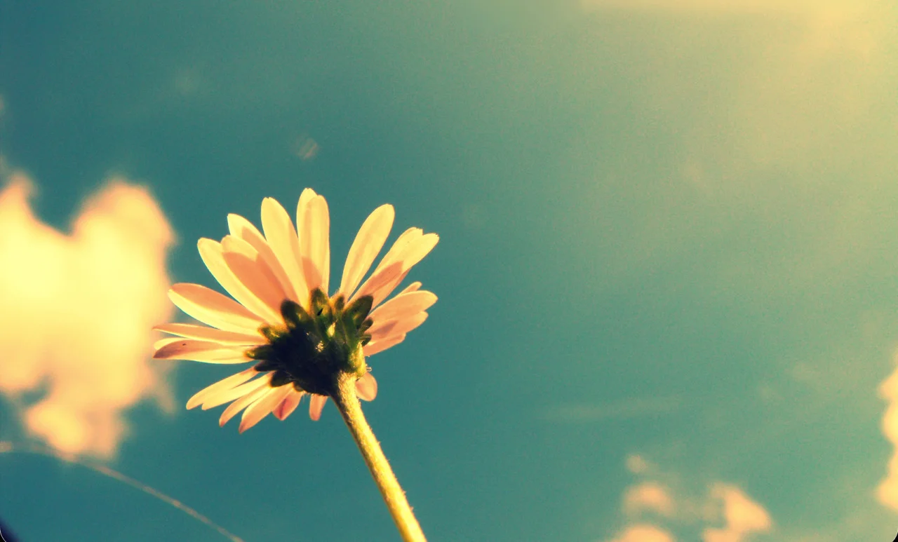 VERANO Julio ha pasado volando y ya ha comenzado un nuevo mes, el verano en su esplendor. Si Julio ha sido un mes de cierre de ciclo, de finalización del “curso”, ahora comienza un paréntesis donde meditar, planificar nuevas actividades, exprimir el minuto y mantenerme a la escucha de mí misma. Os deseo un verano a vuestra medida, tal y como lo deseáis. A la vuelta, a partir del 1 de Septiembre, nos reencontraremos para seguir compartiendo vivencias. Aquí iré actualizando las próximas actividades que os propondré. Gracias! Un abrazo