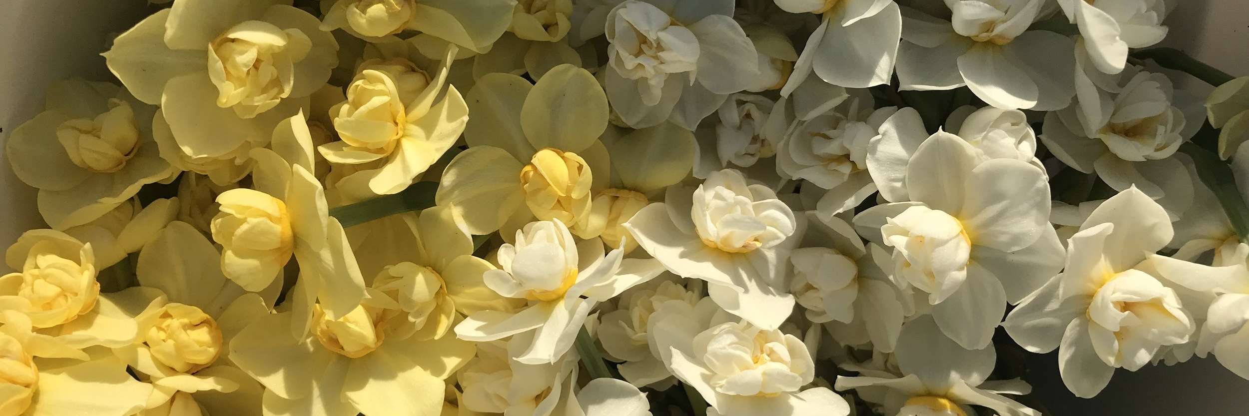 Narcissus - Cheerfulness.jpeg