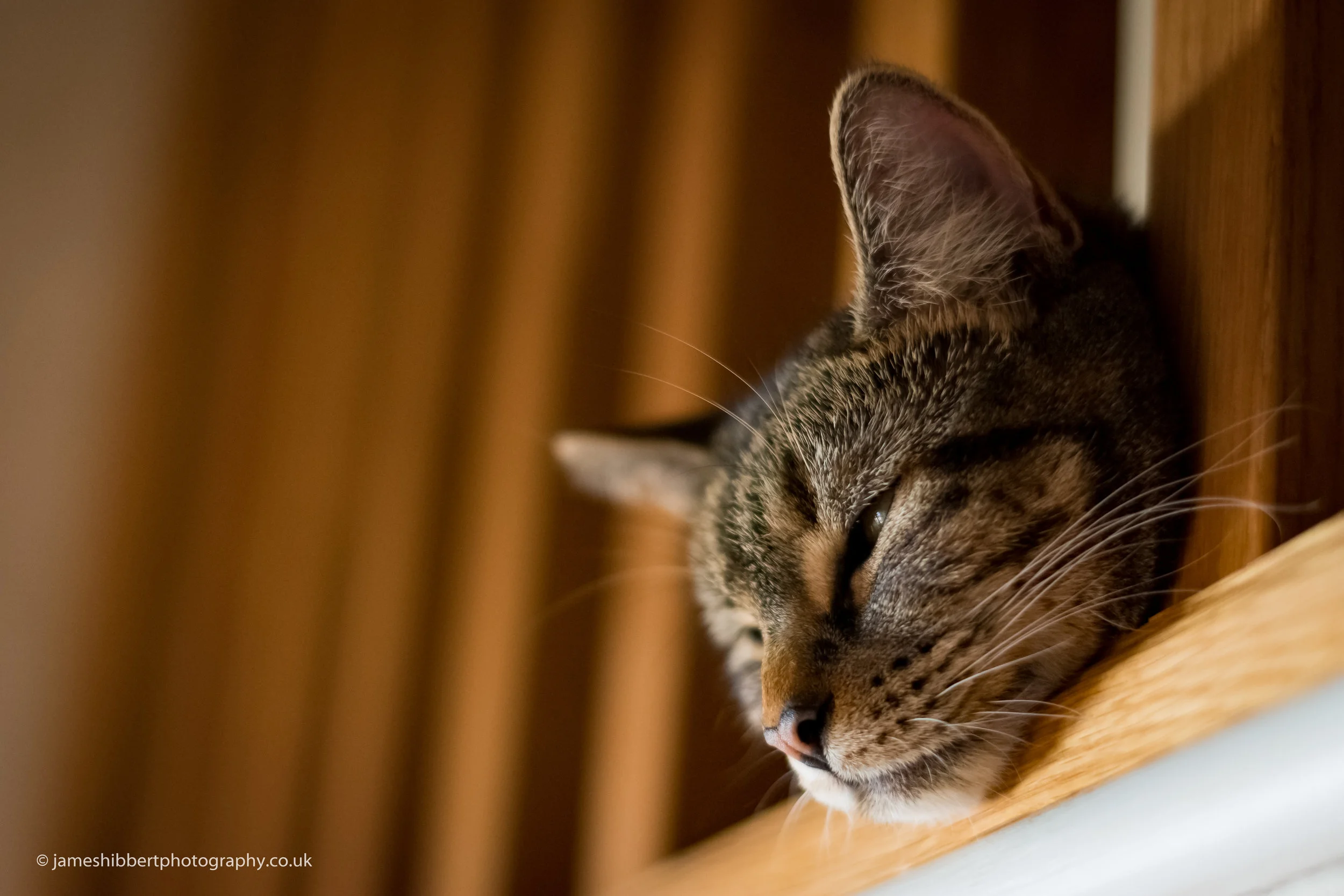 _DSC3781-1-2.jpg