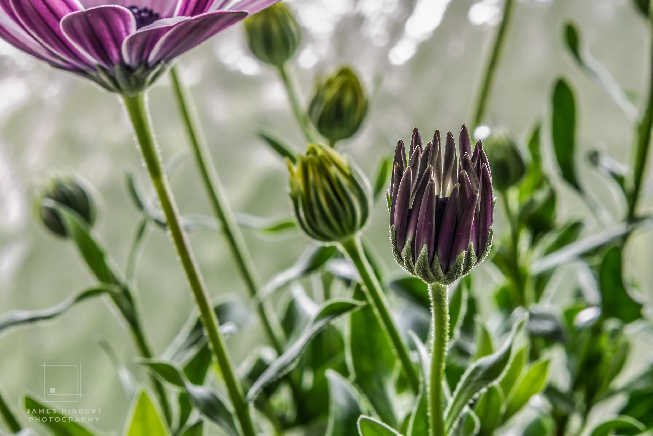 Purple Flower