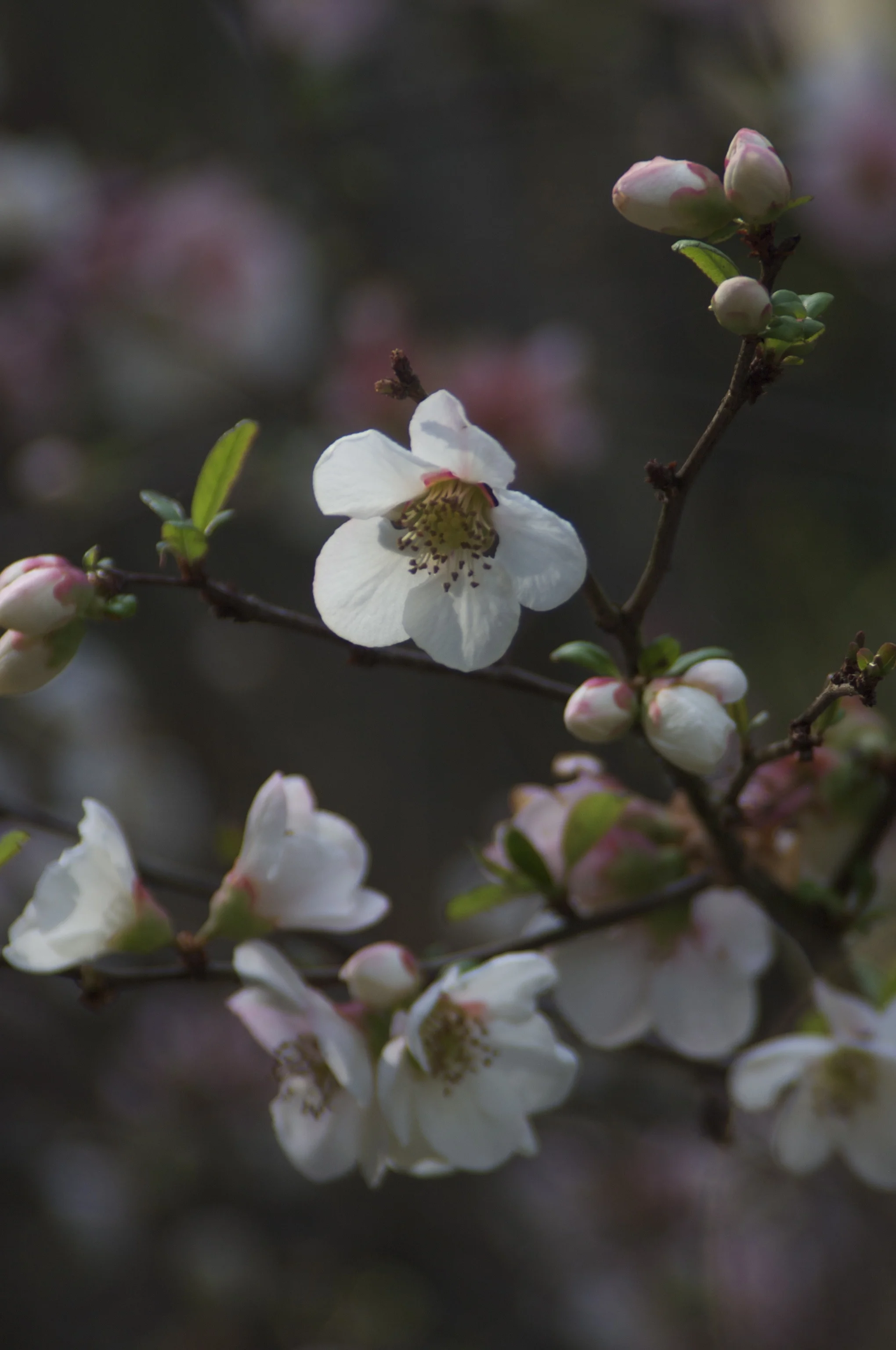 QUINCE CRW_9620.jpg