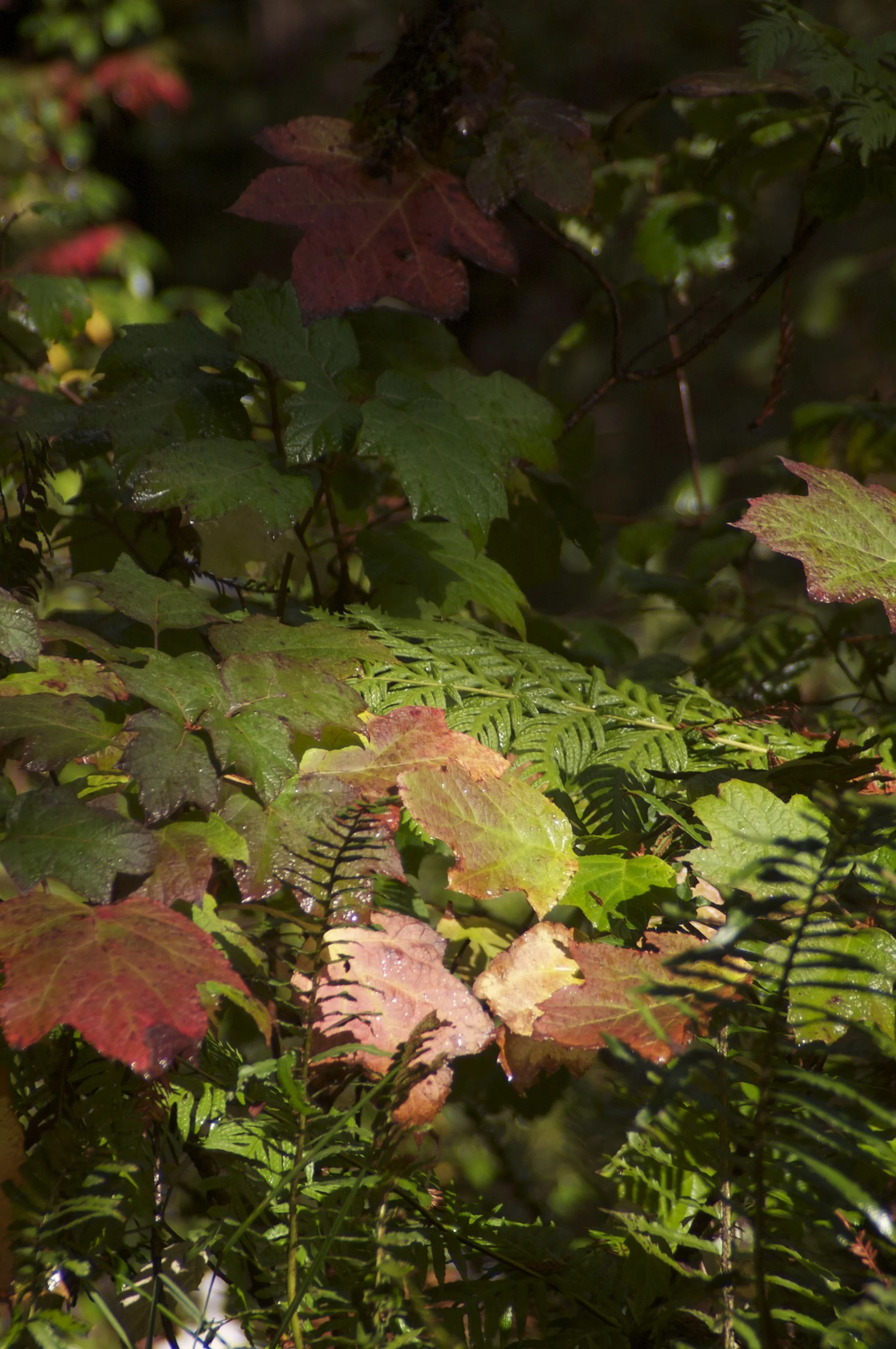 fall CRW_8900.jpg