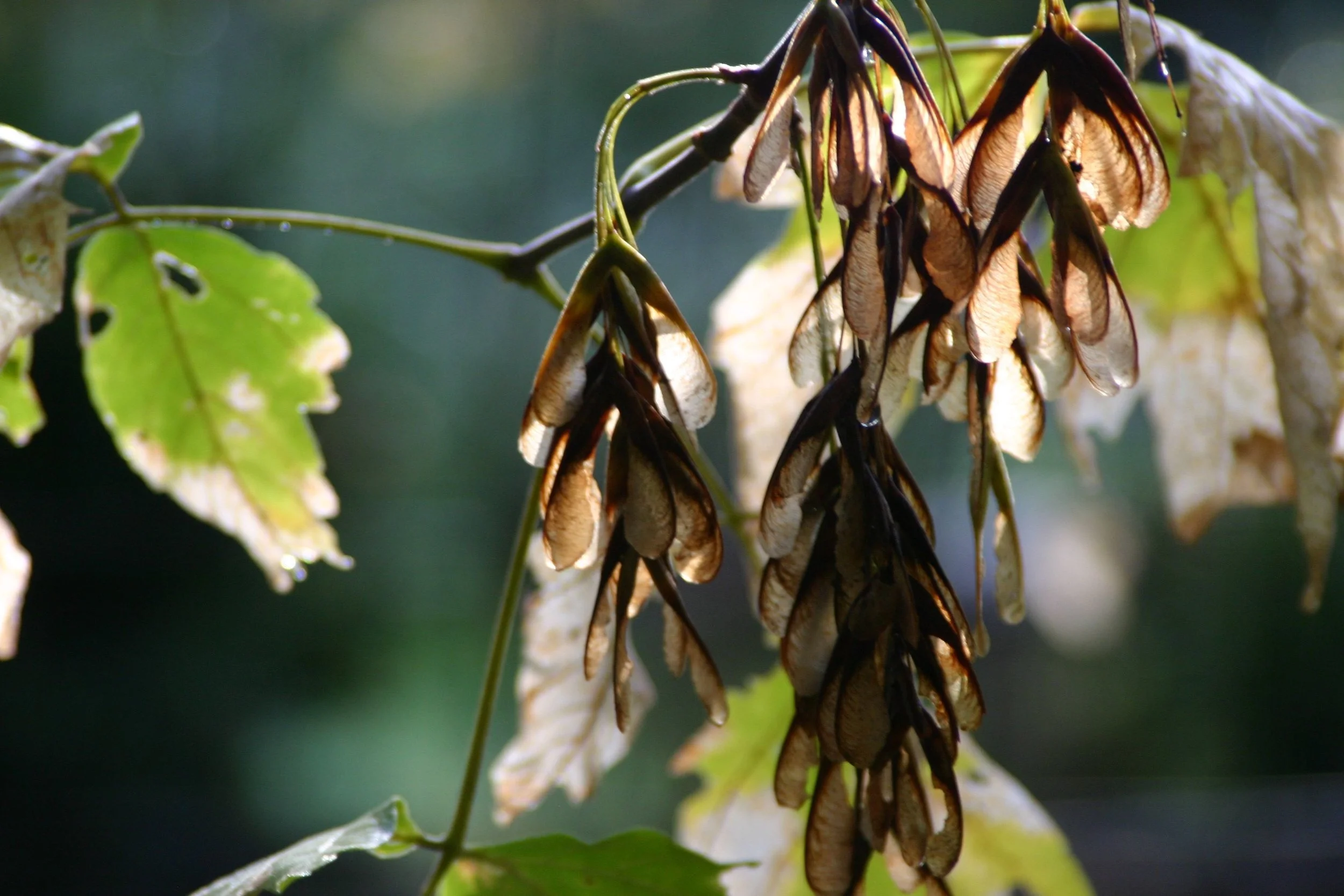 fall droppy pods IMG_3586.jpg