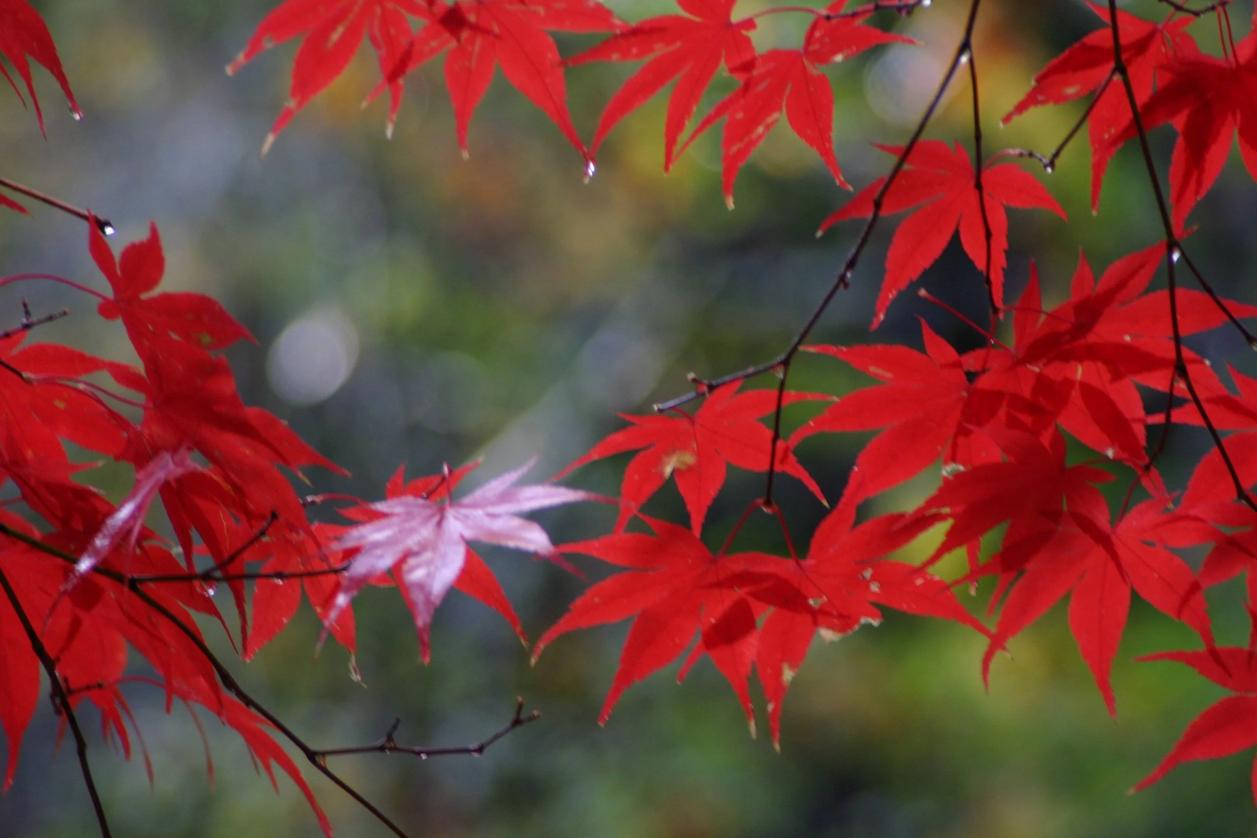 fall red maple IMG_3559.jpg