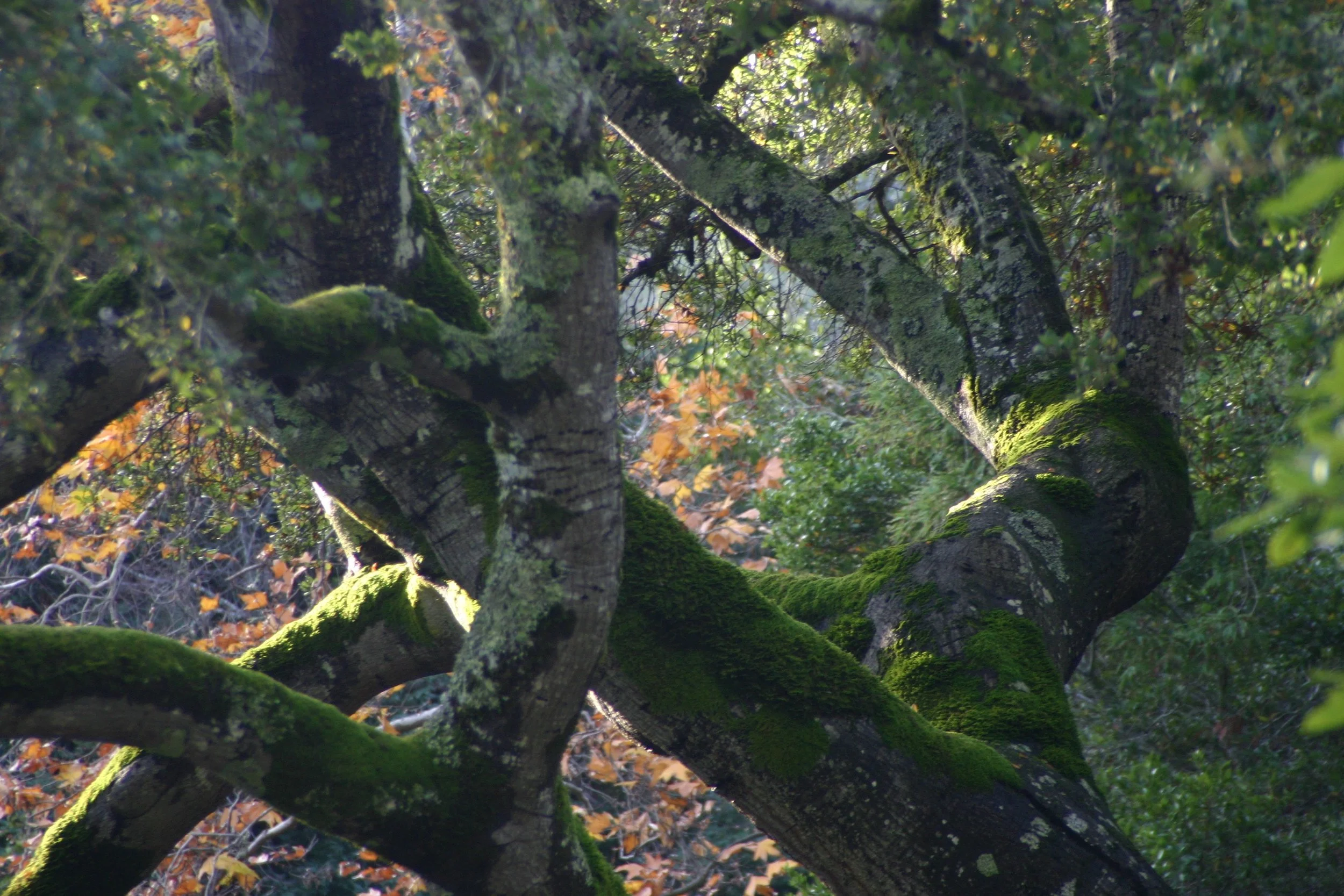 oakIMG_9017.jpg