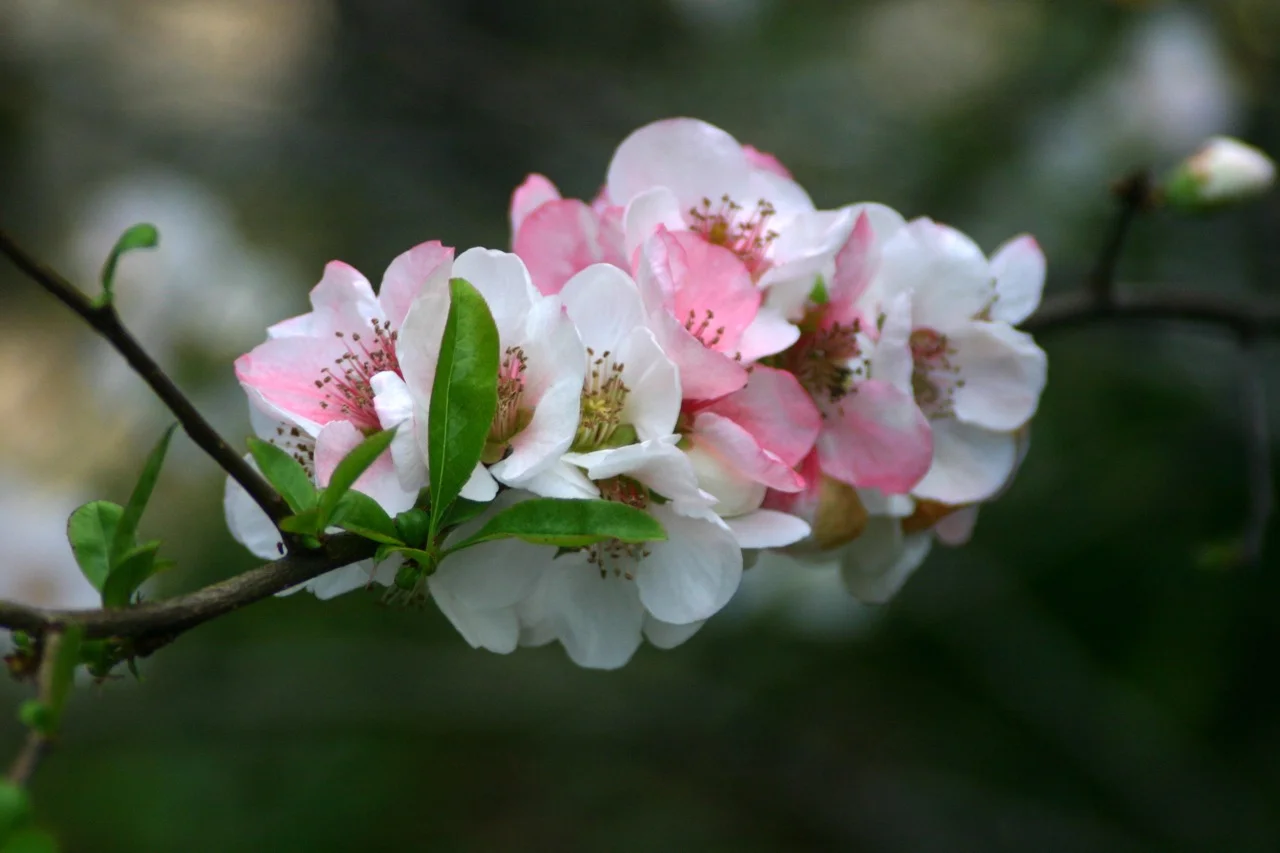 quince 2012 IMG_6093.jpg