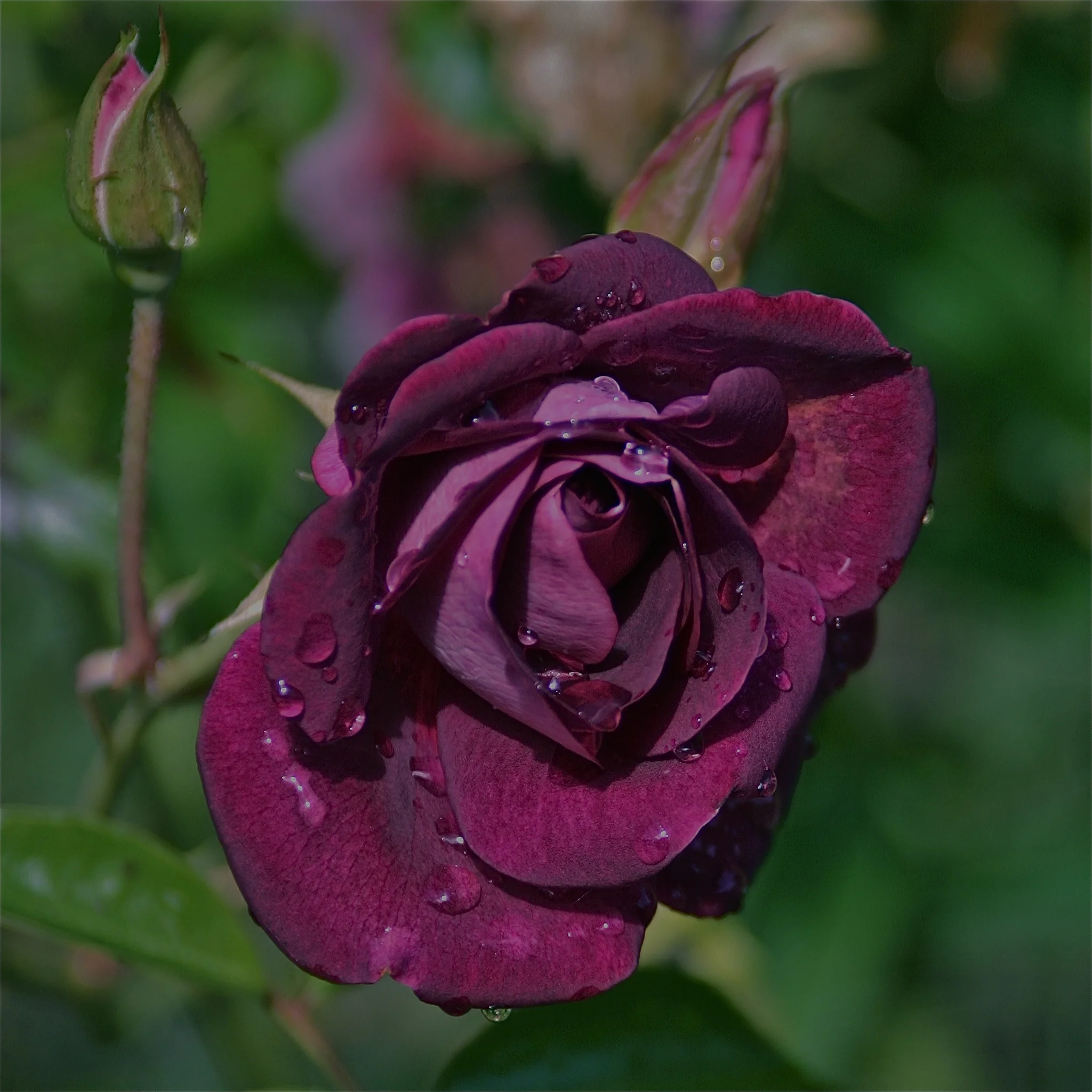 roseIMG_7250.jpg