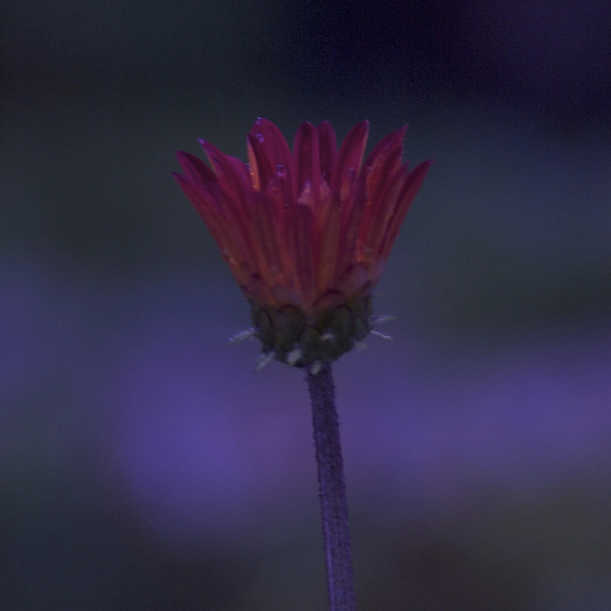 FLOWER copy.jpg