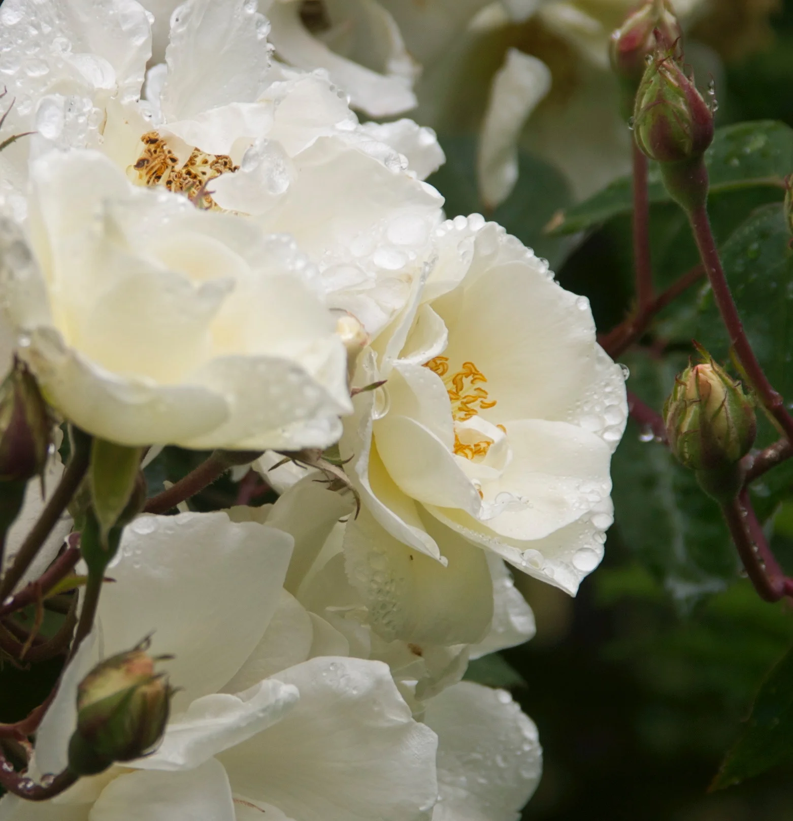 CRW_0471.jpg