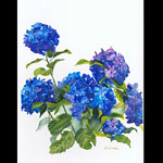 kathy winter hydrangeas.jpg