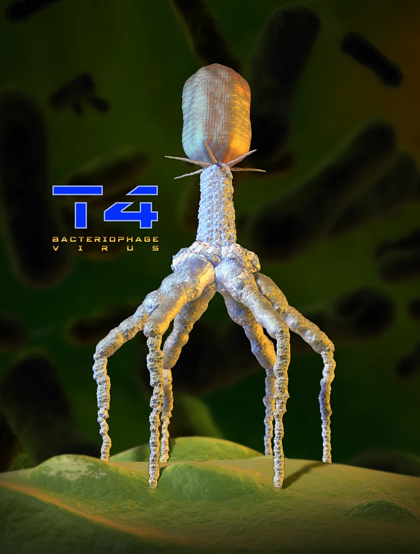 T4_Bacteriophage_Virus.jpg