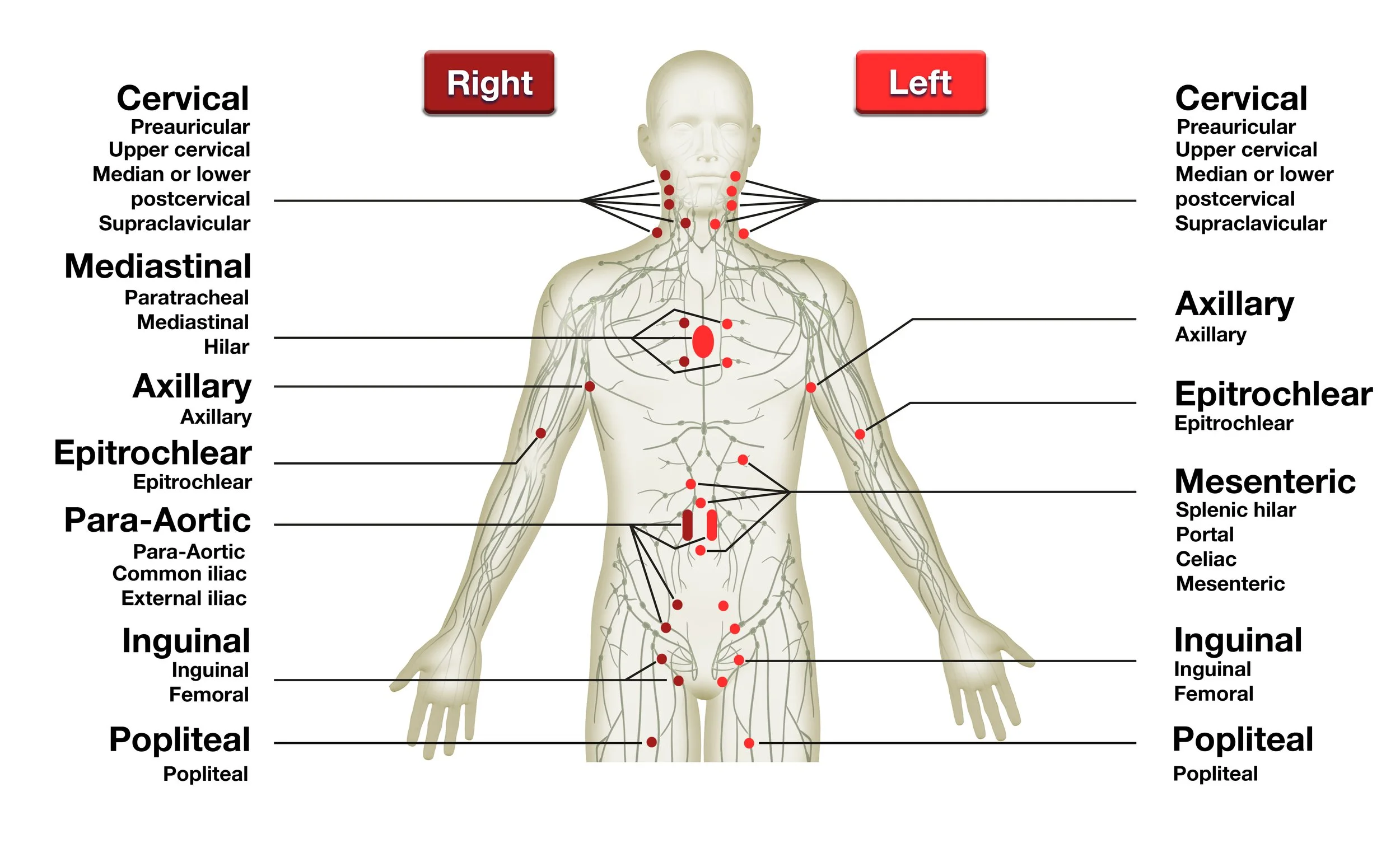 fig 1a.jpg