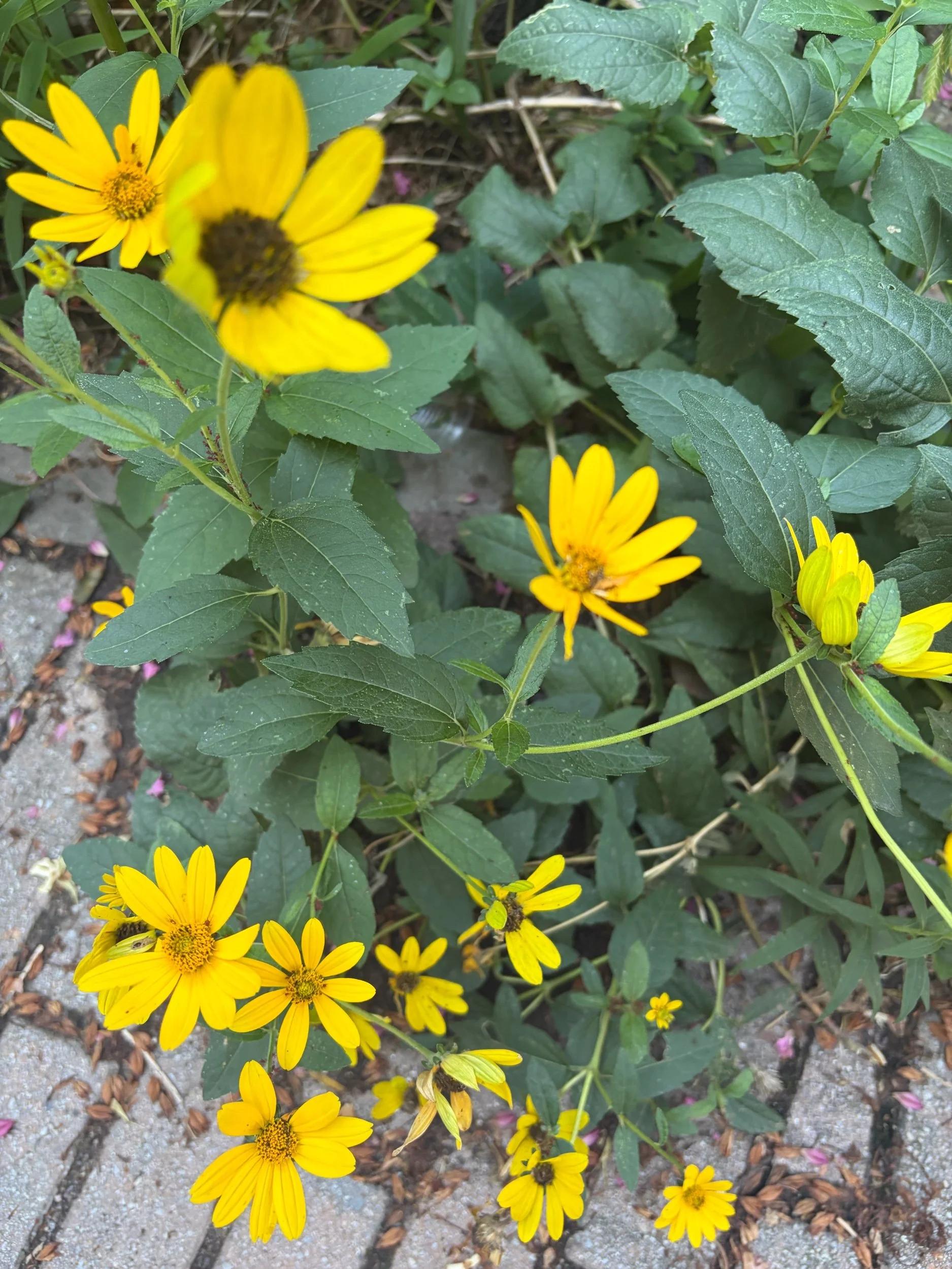 7D928B12-50E8-42C2-814D-588DB900AB05.jpeg