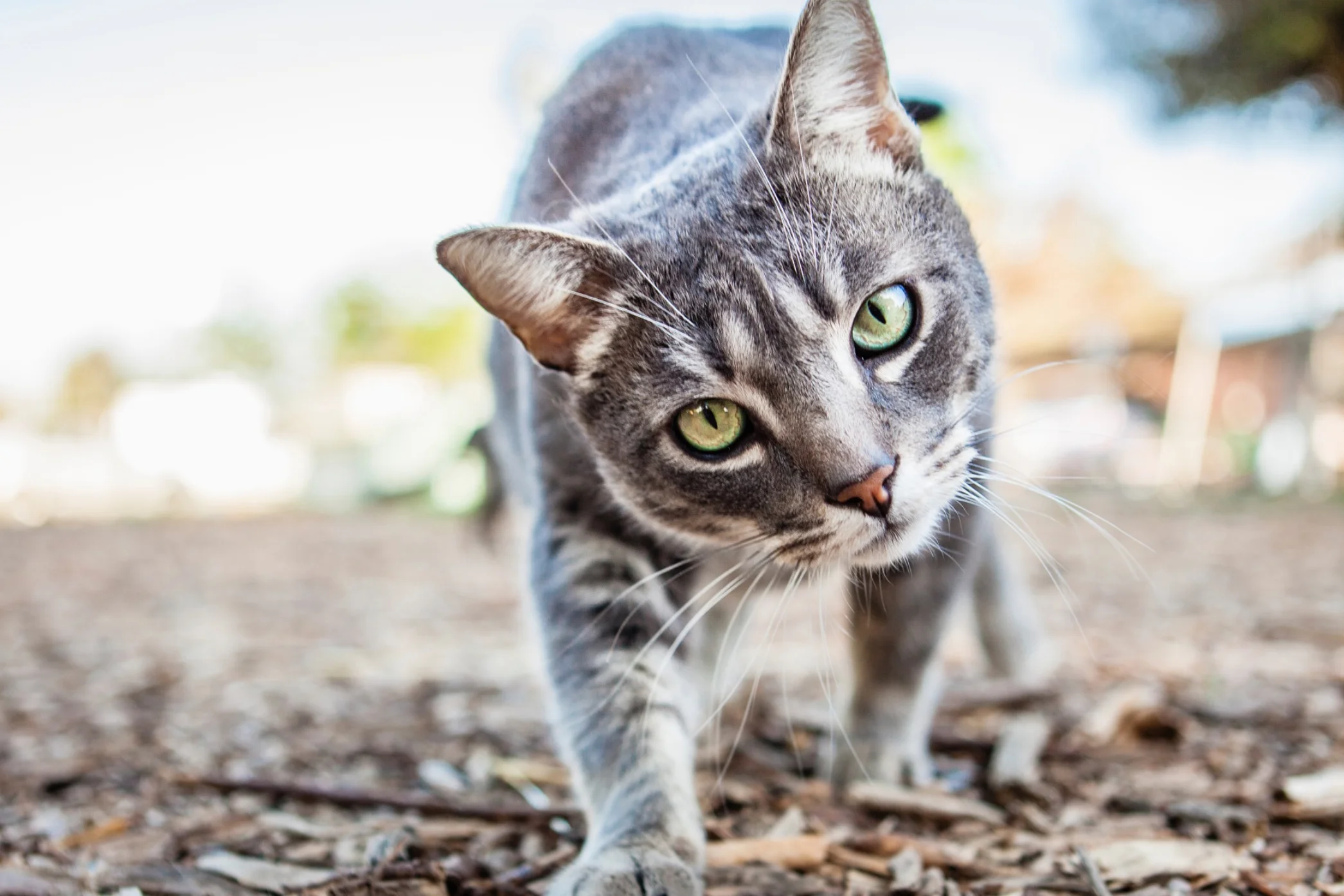 Screen Shot 2017-02-18 at 4.08.59 PM.jpg