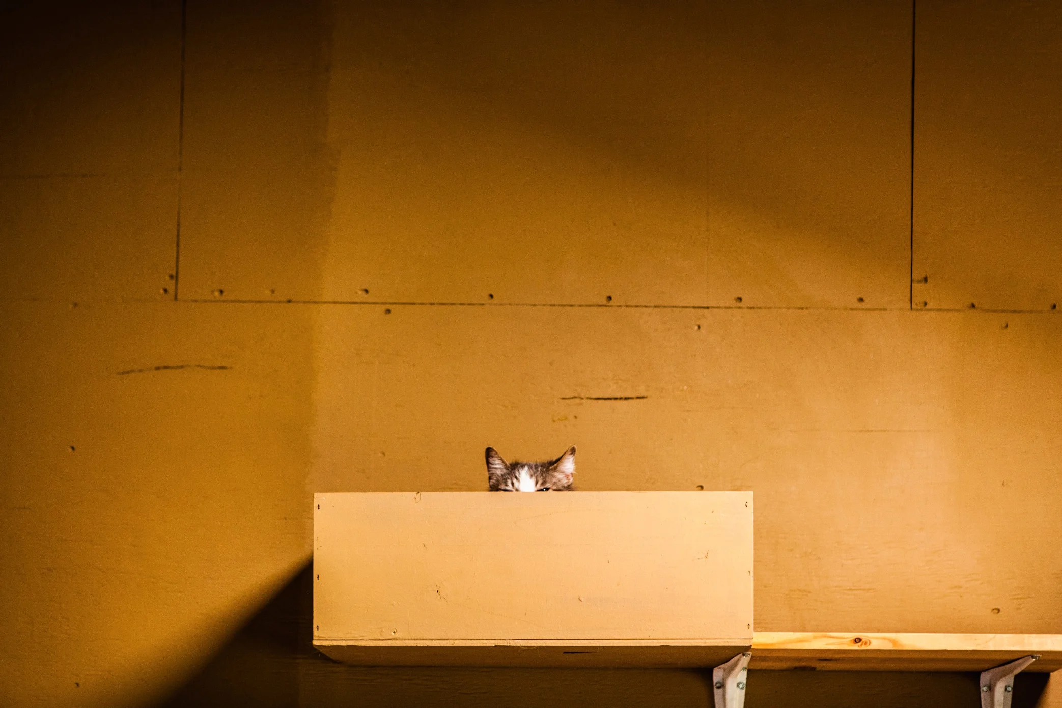 Screen Shot 2017-02-18 at 4.09.21 PM.jpg