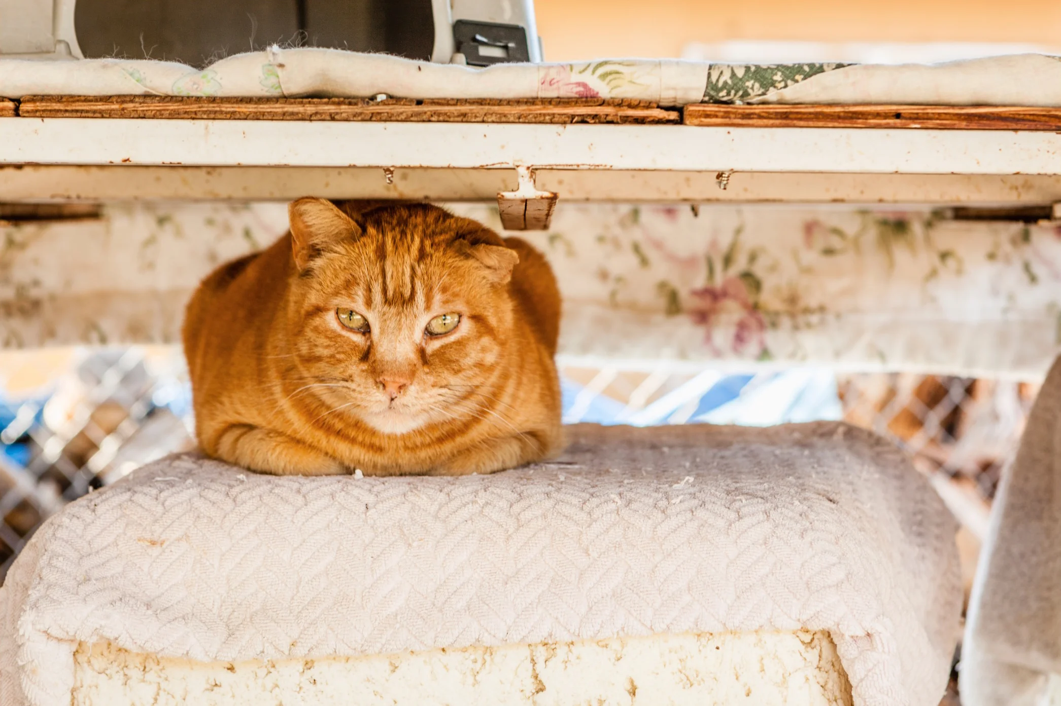 Screen Shot 2017-02-18 at 4.09.40 PM.jpg