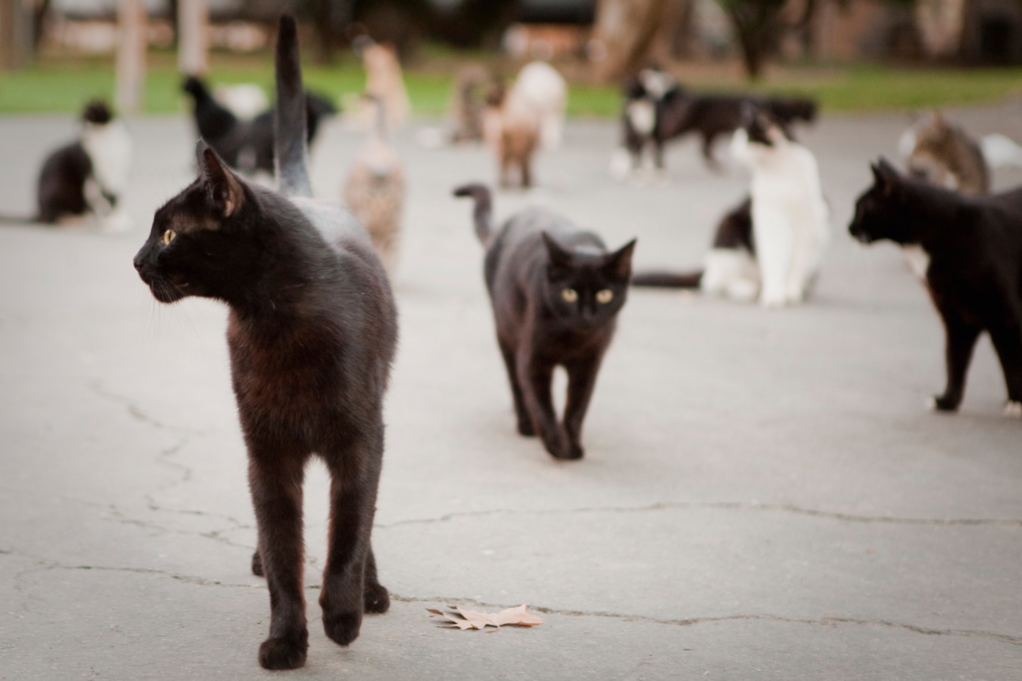 Screen Shot 2017-02-18 at 4.10.07 PM.jpg