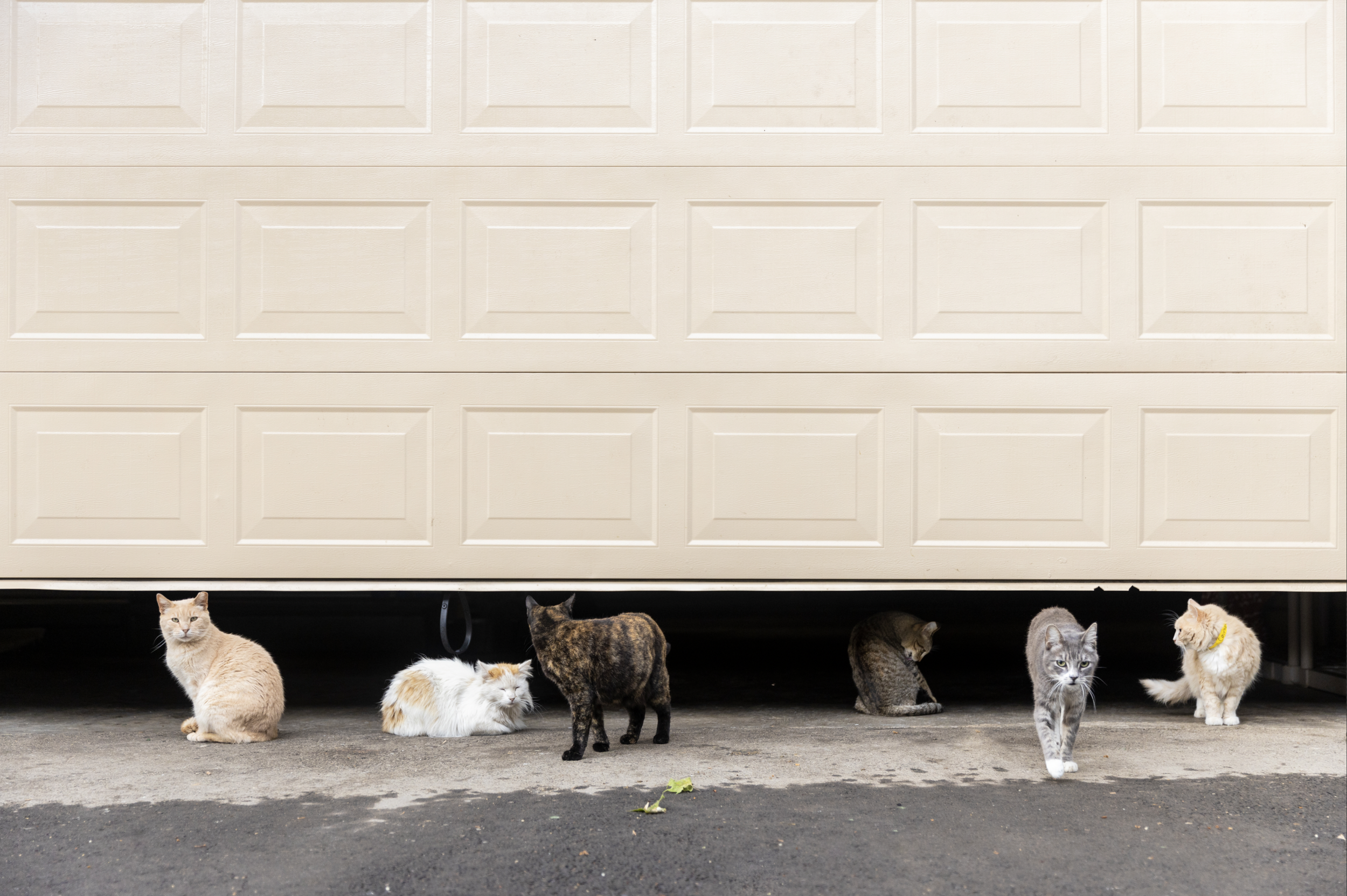 Screen Shot 2022-05-23 at 12.52.47 PM.png